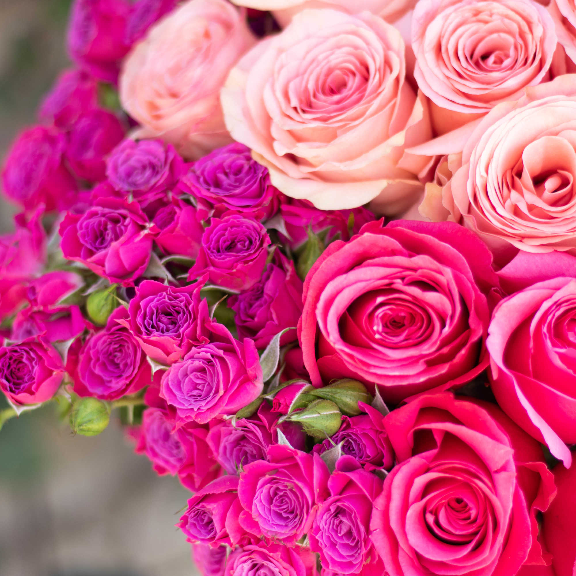 Pink and peach roses with magenta spray roses in a bouquet