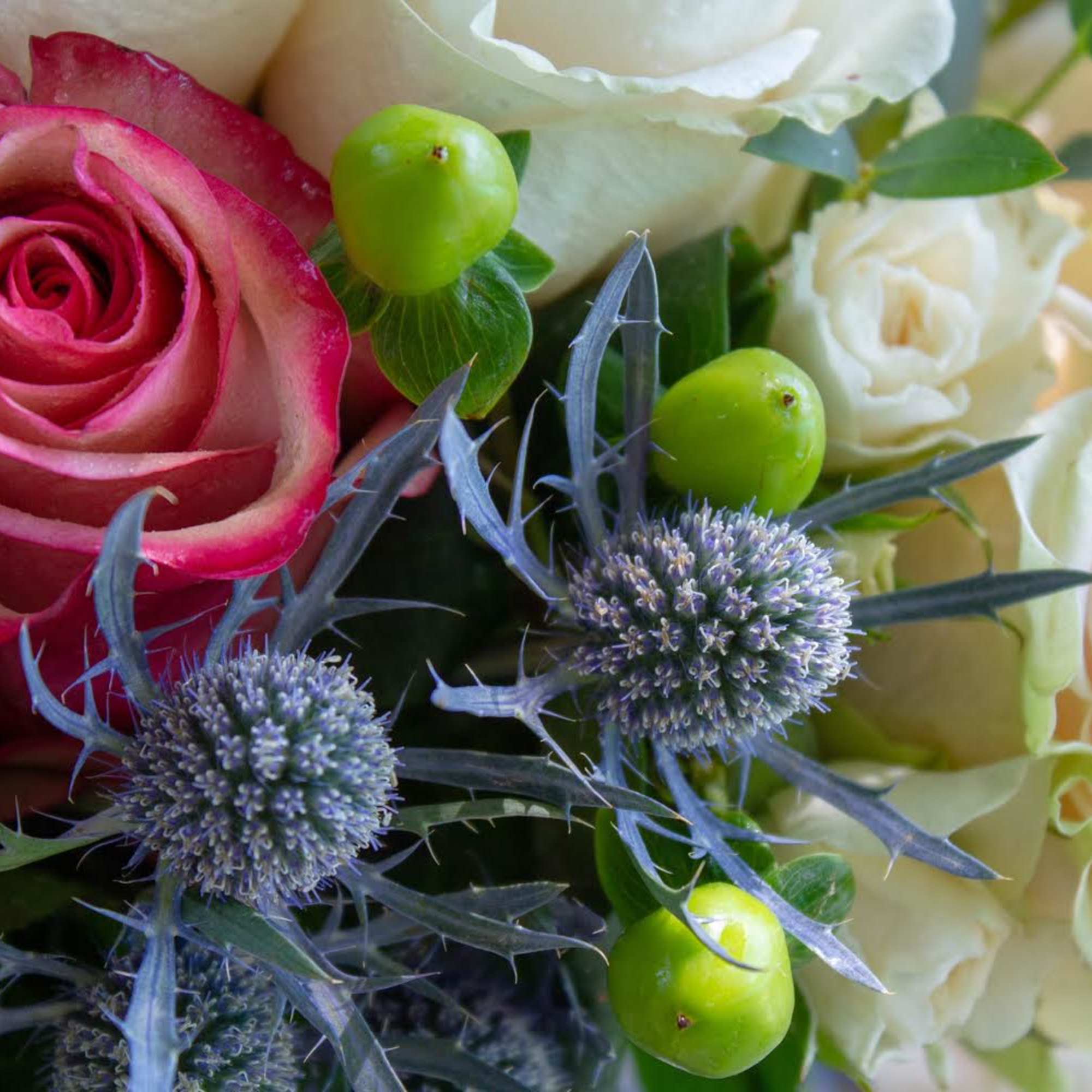 Close-up bouquet of pink and white roses with blue thistle-like flowers