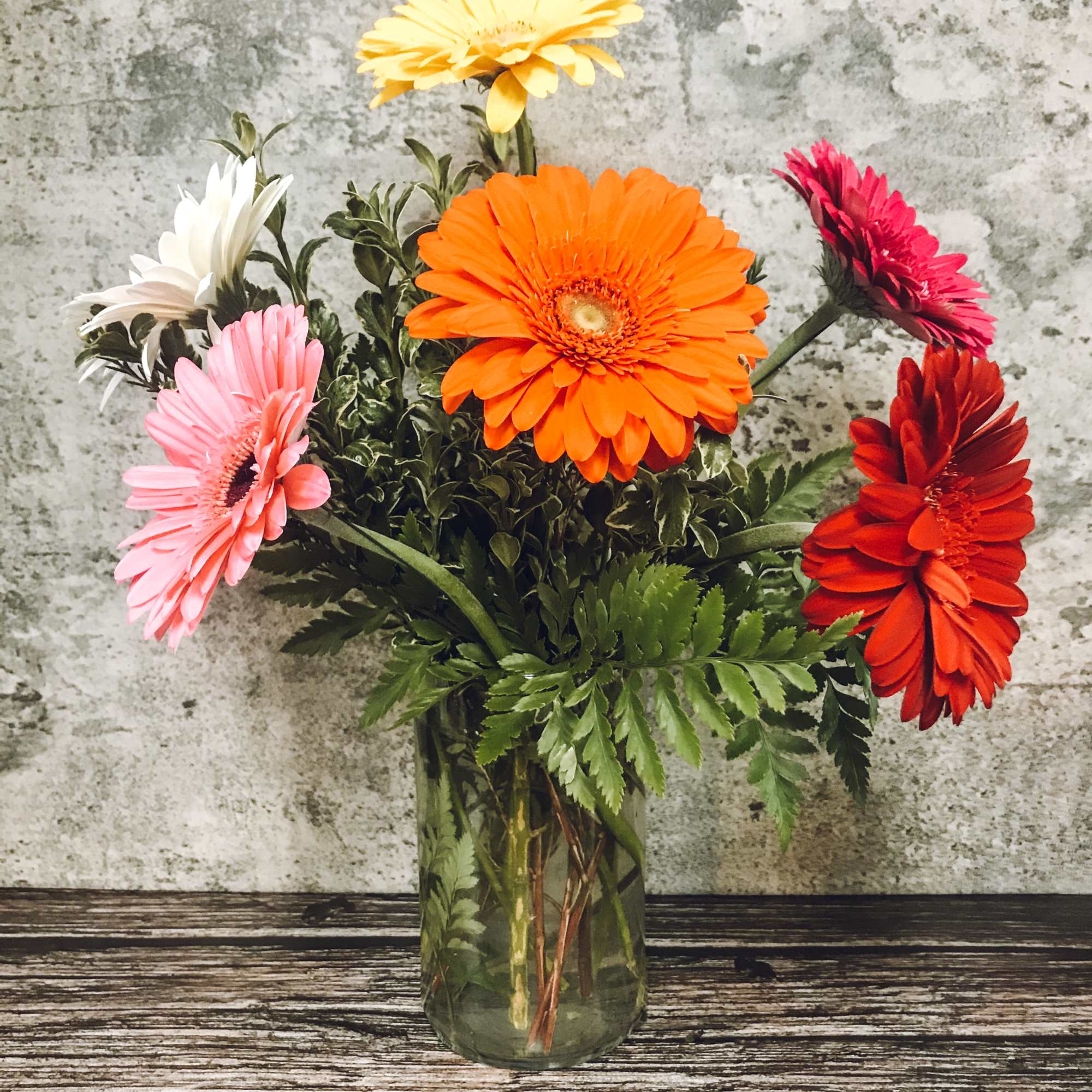 A cheerful display of the favorite daisy, the gerbera.