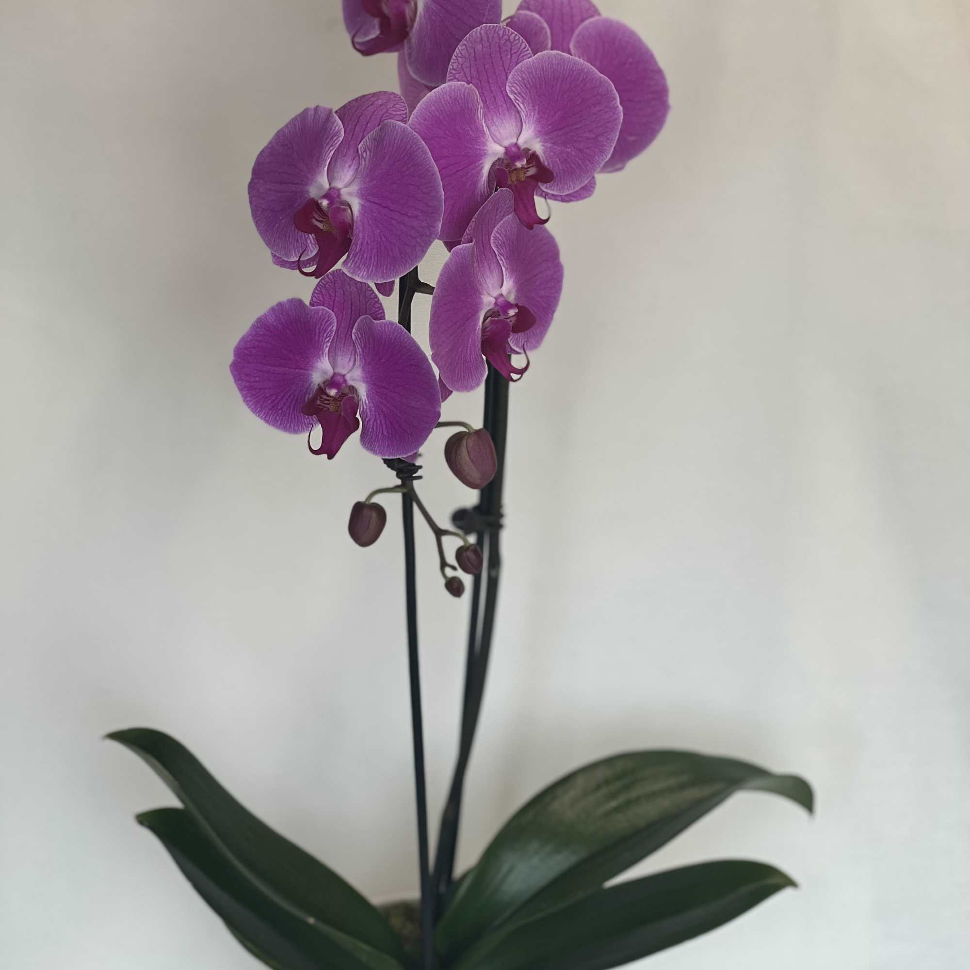 Potted purple orchid with several blooms in a white container