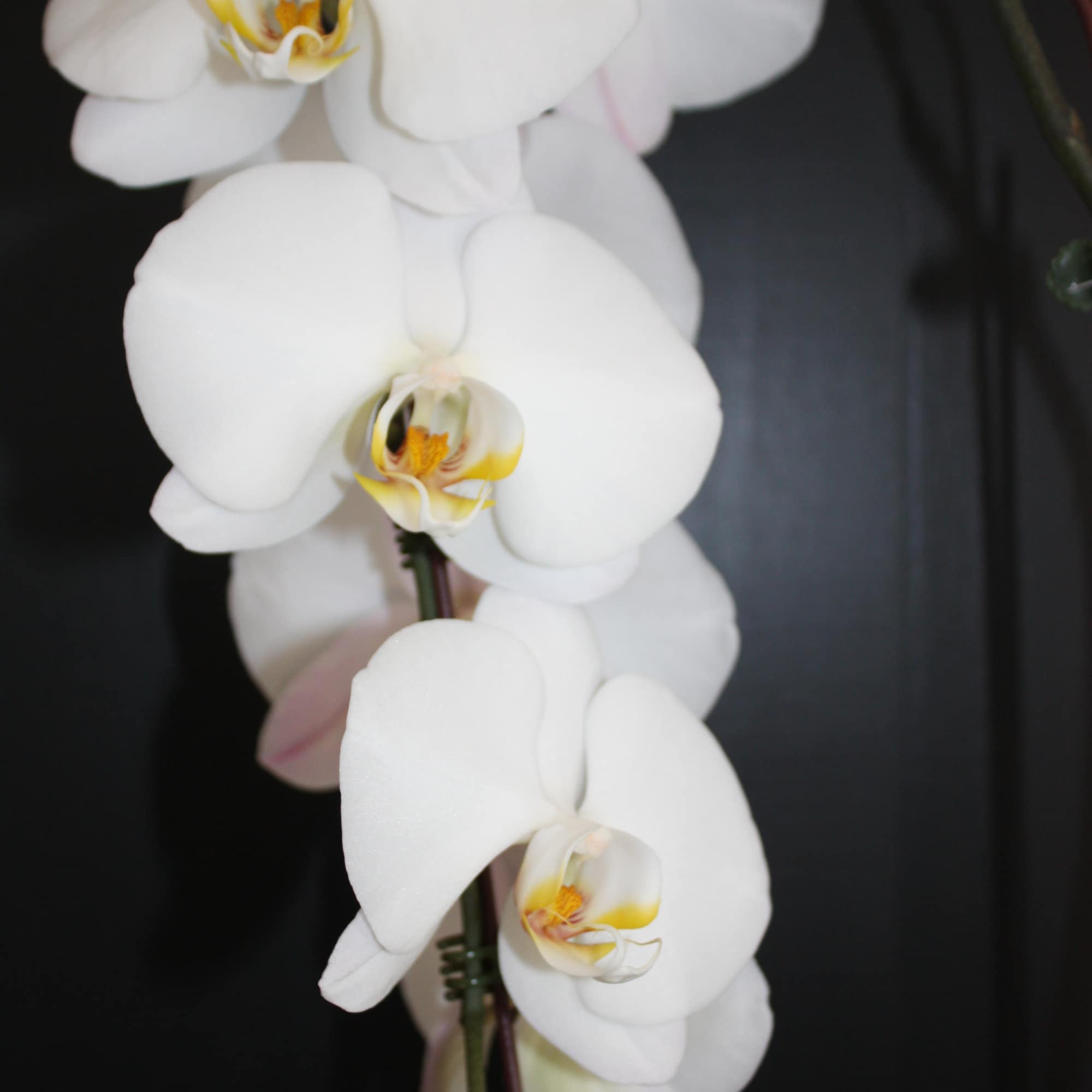 White orchid blooms on a dark background