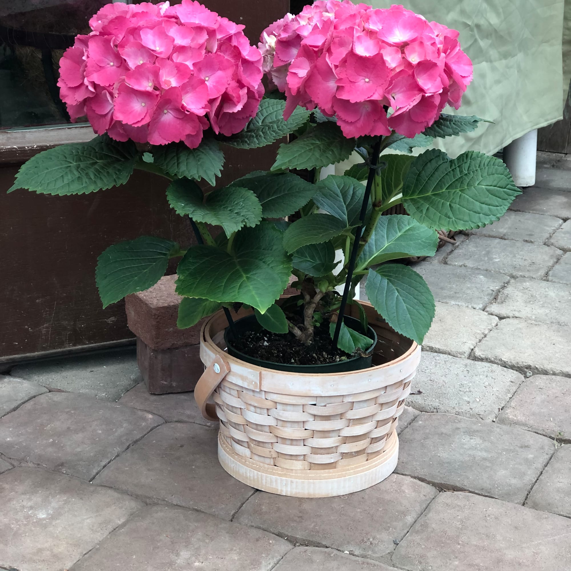 Blooming Plants- Roses, Hydrangeas, Lilacs and more! in Pottstown