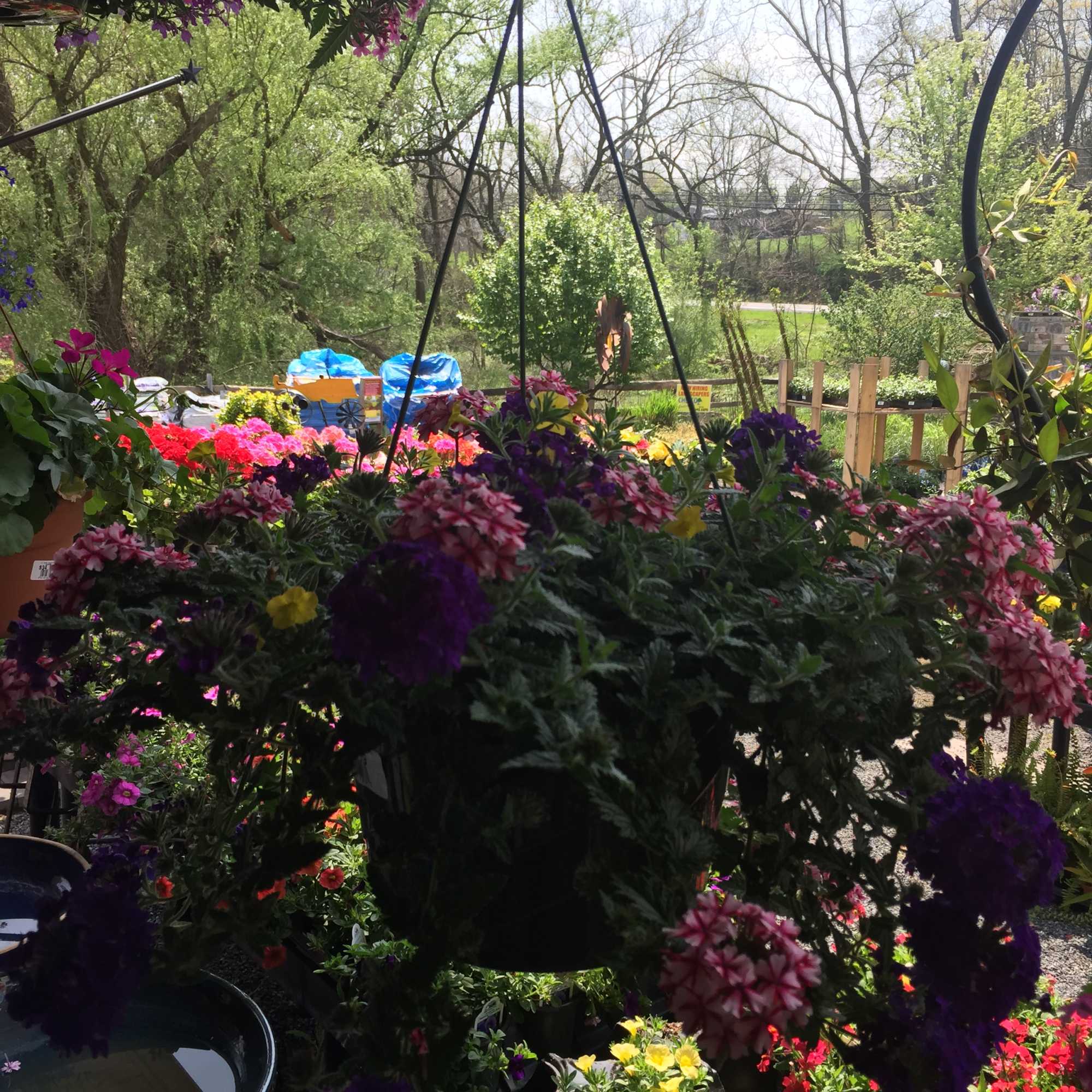Hanging baskets of colorful flowers in an outdoor garden center