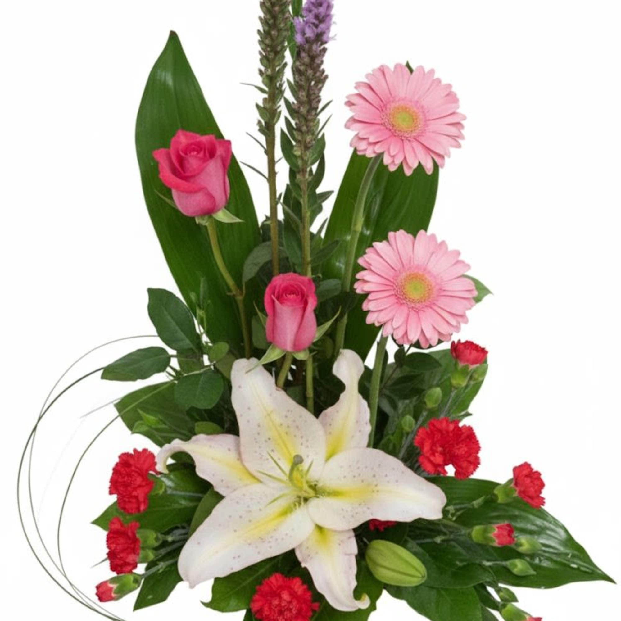  Pet Friendly?
NO . While roses themselves are non-toxic to dogs and