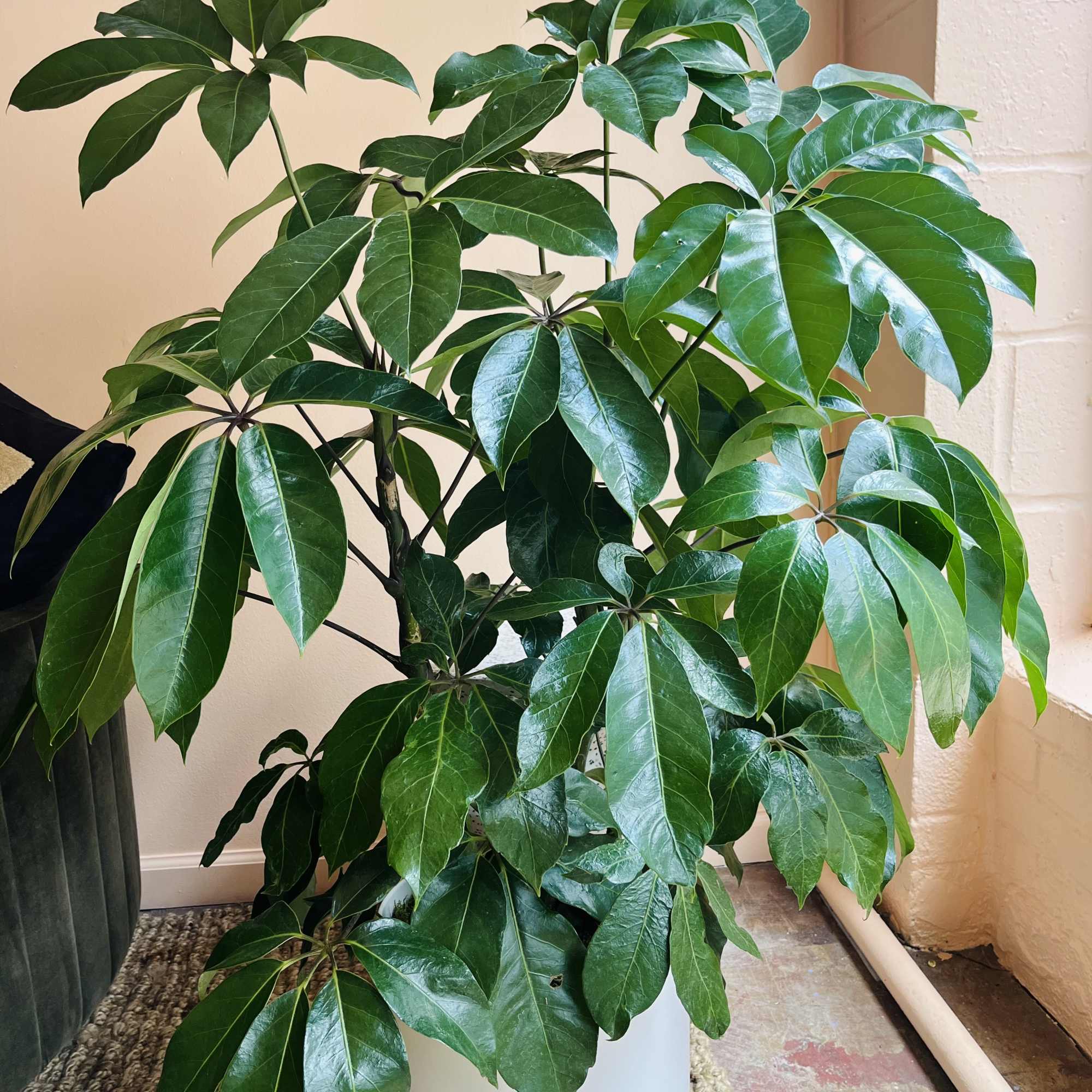 Potted green houseplant with glossy palmate leaves in a white container