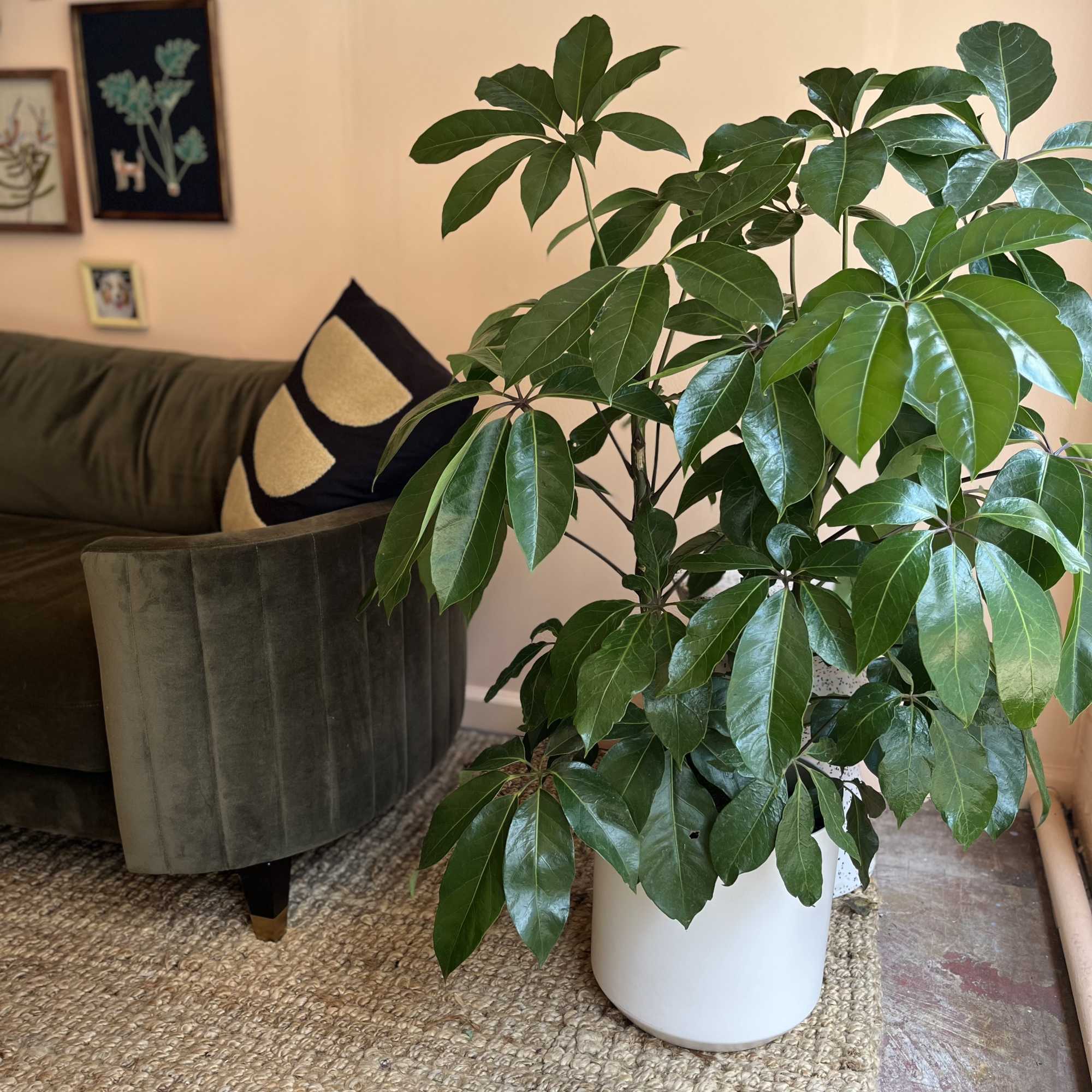 Potted green houseplant with glossy leaves in a white container