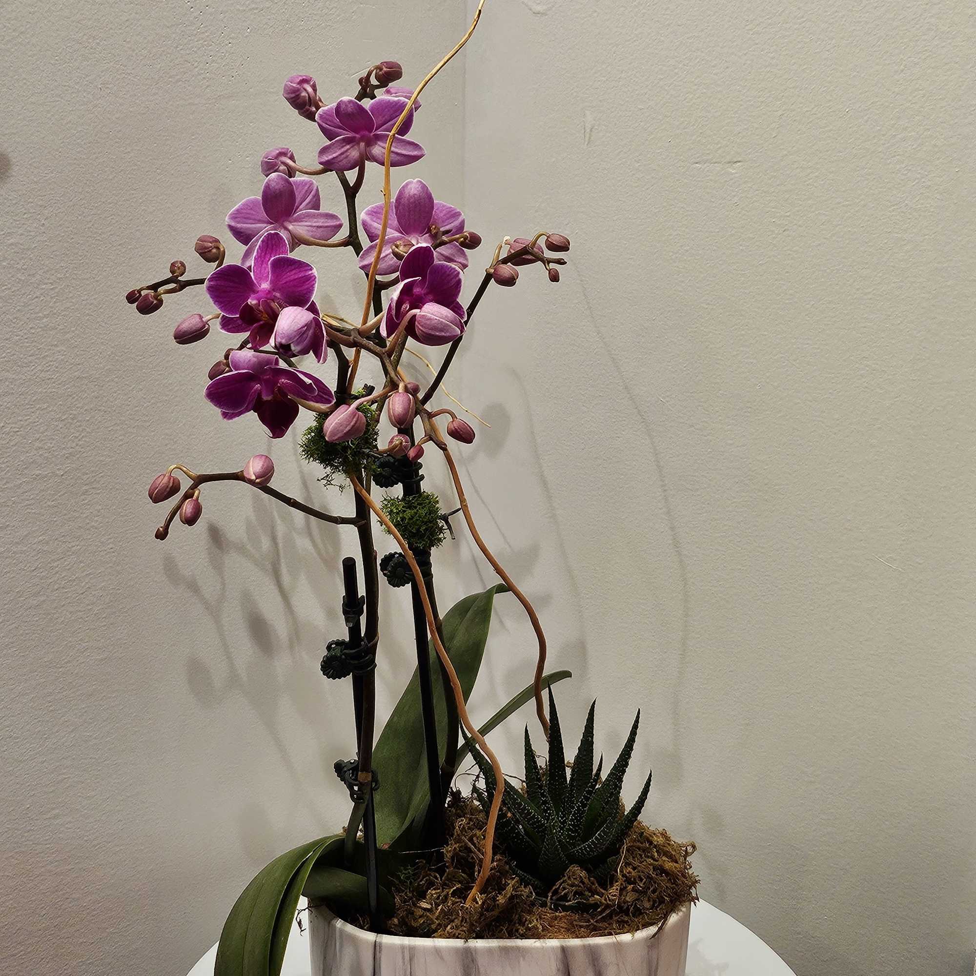 Purple orchids in a marble-look planter with a small succulent