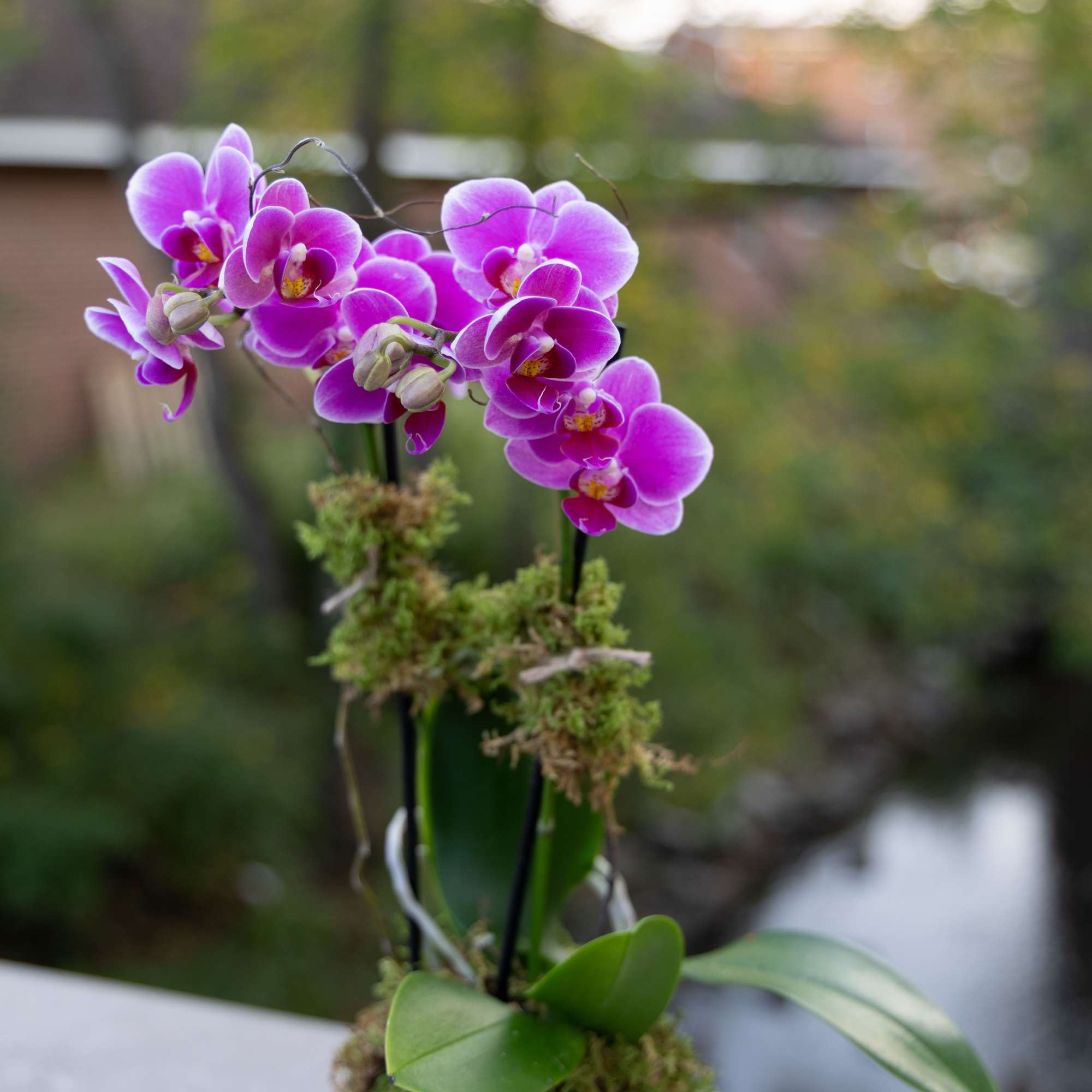 Potted purple orchids in a small metallic container