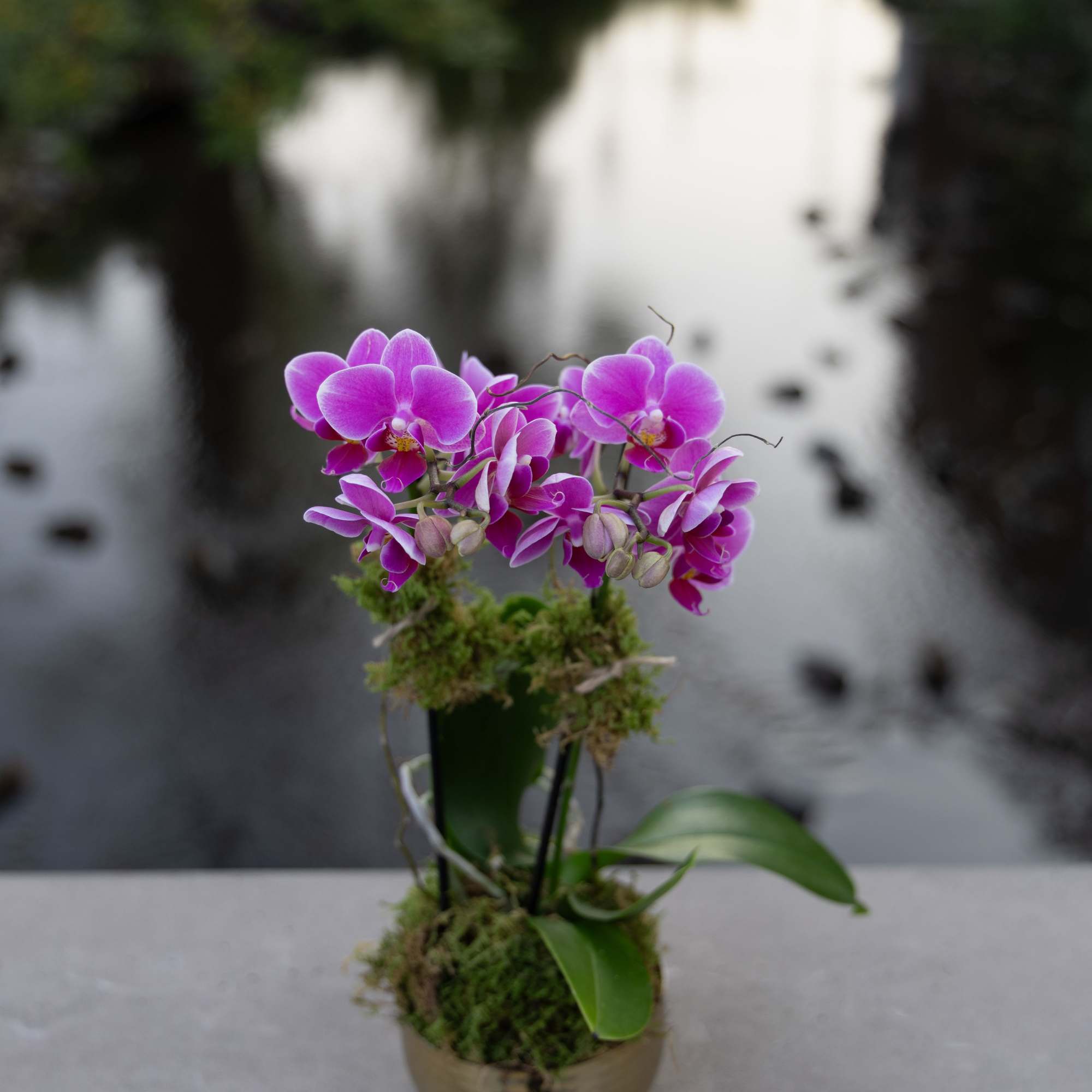 Purple orchids in a small gold pot with moss