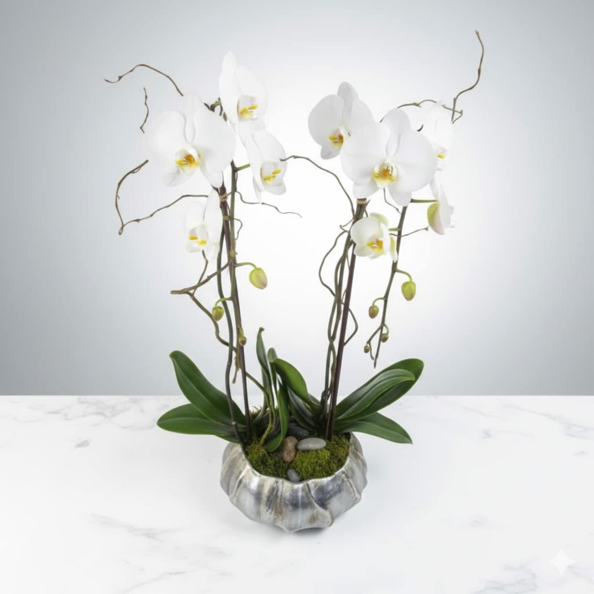  Pet Friendly?
NO &mdash; Orchids are mildly toxic if ingested. 
Keep out