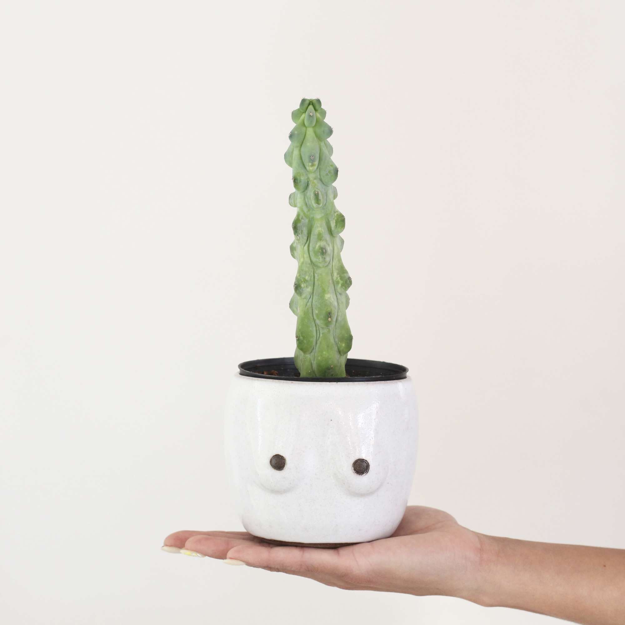 Small potted cactus in a white face-shaped planter