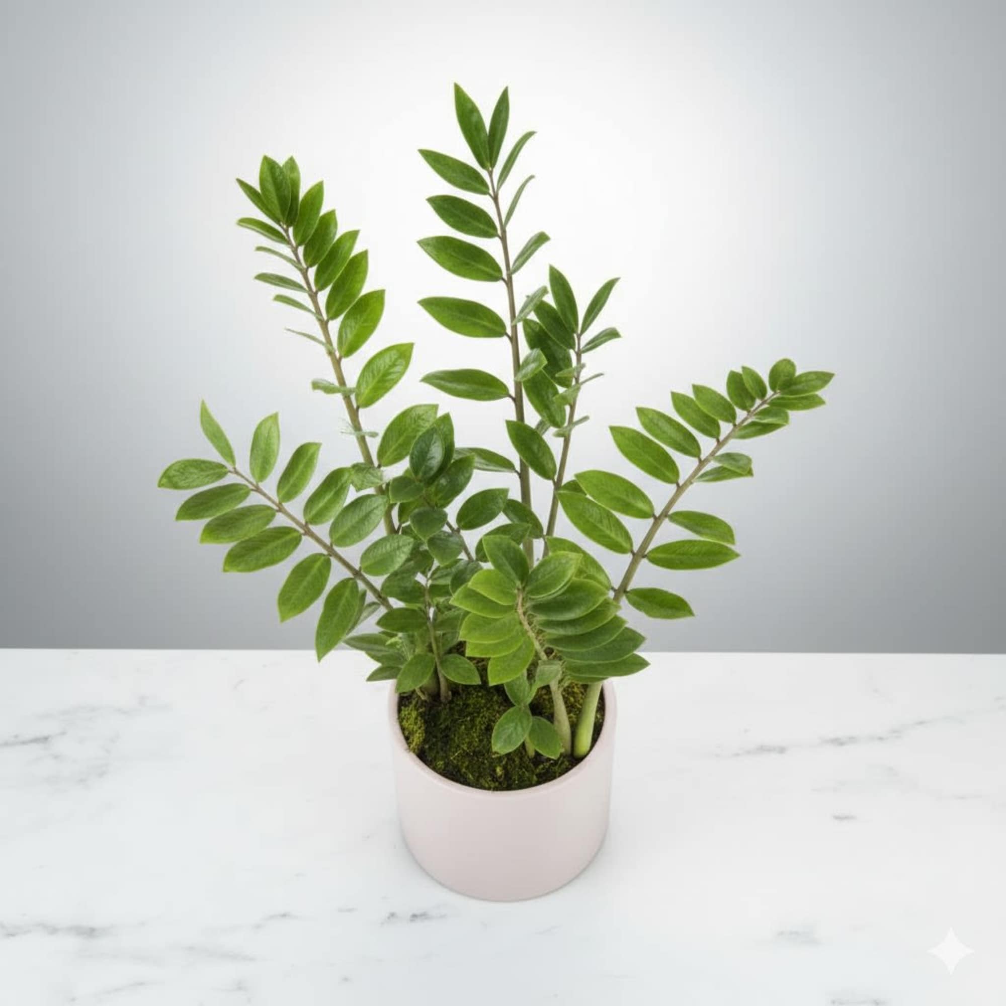  Pet Friendly?
NO &mdash; ZZ Plant is mildly toxic to cats and