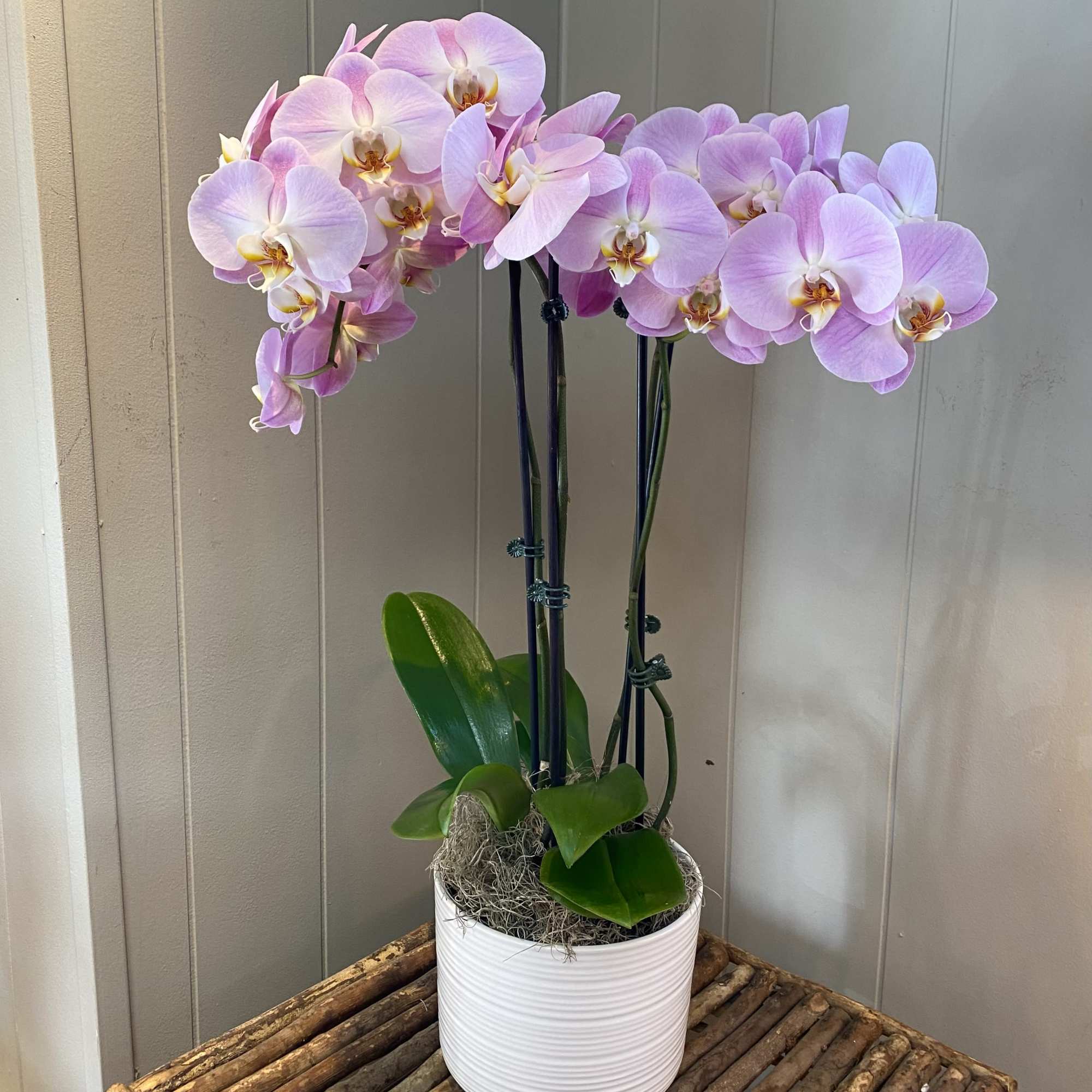 Pink orchid plant in a white pot on a wooden surface