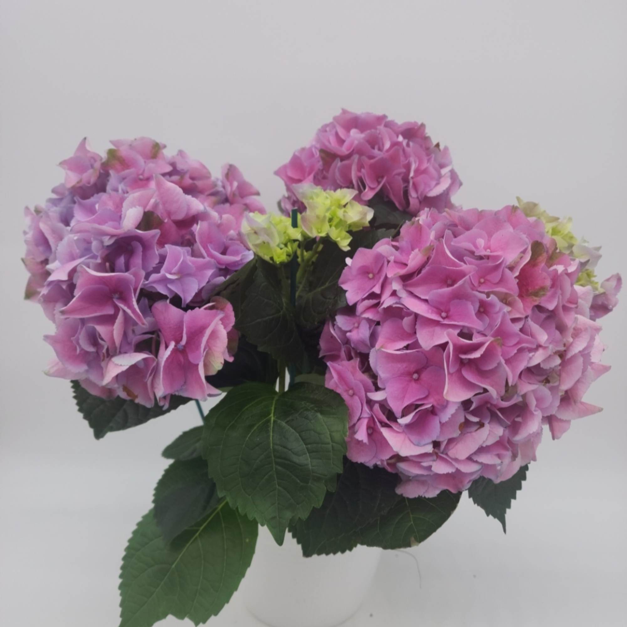 Pink and lavender hydrangeas in a white vase