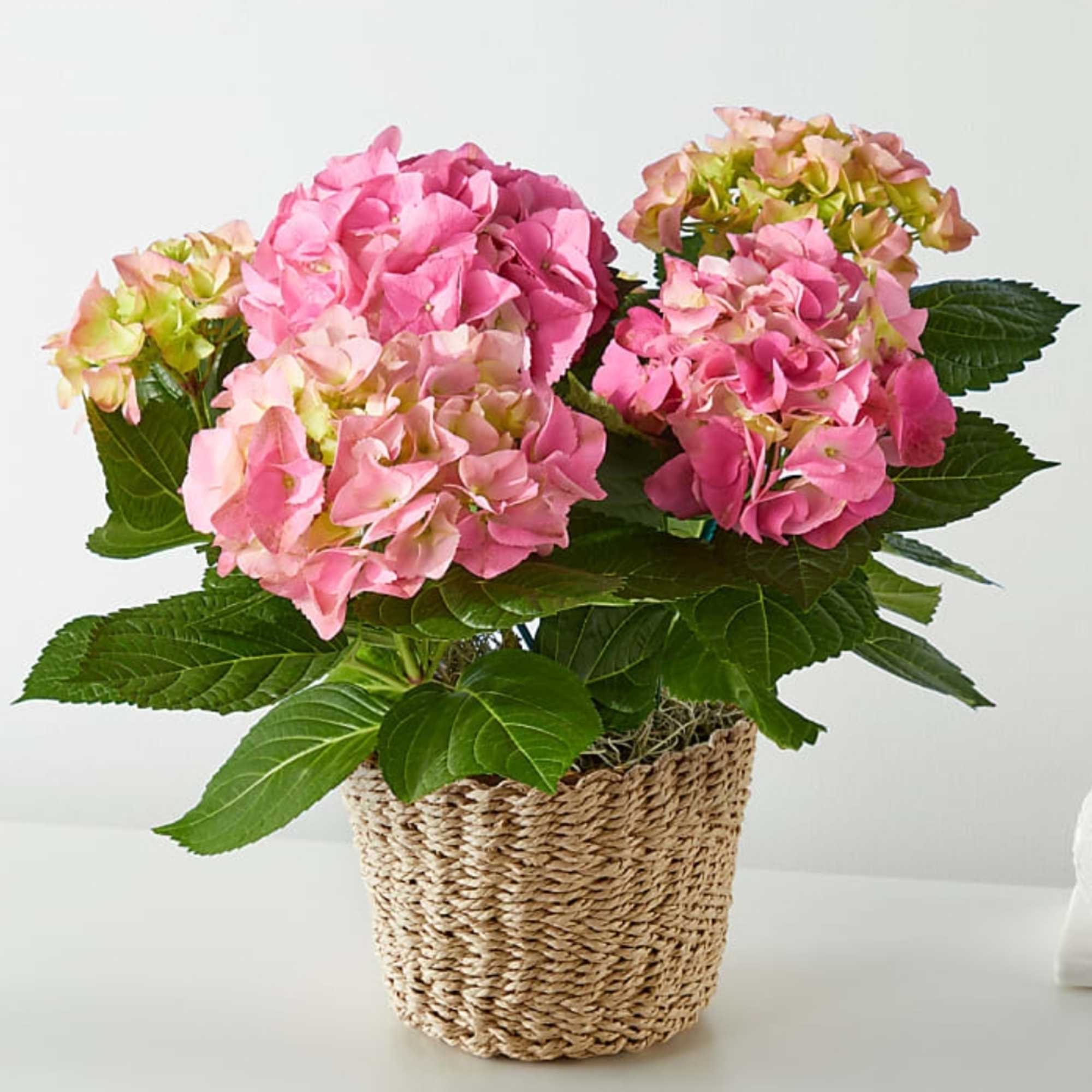 Pink hydrangea plant in a woven basket pot