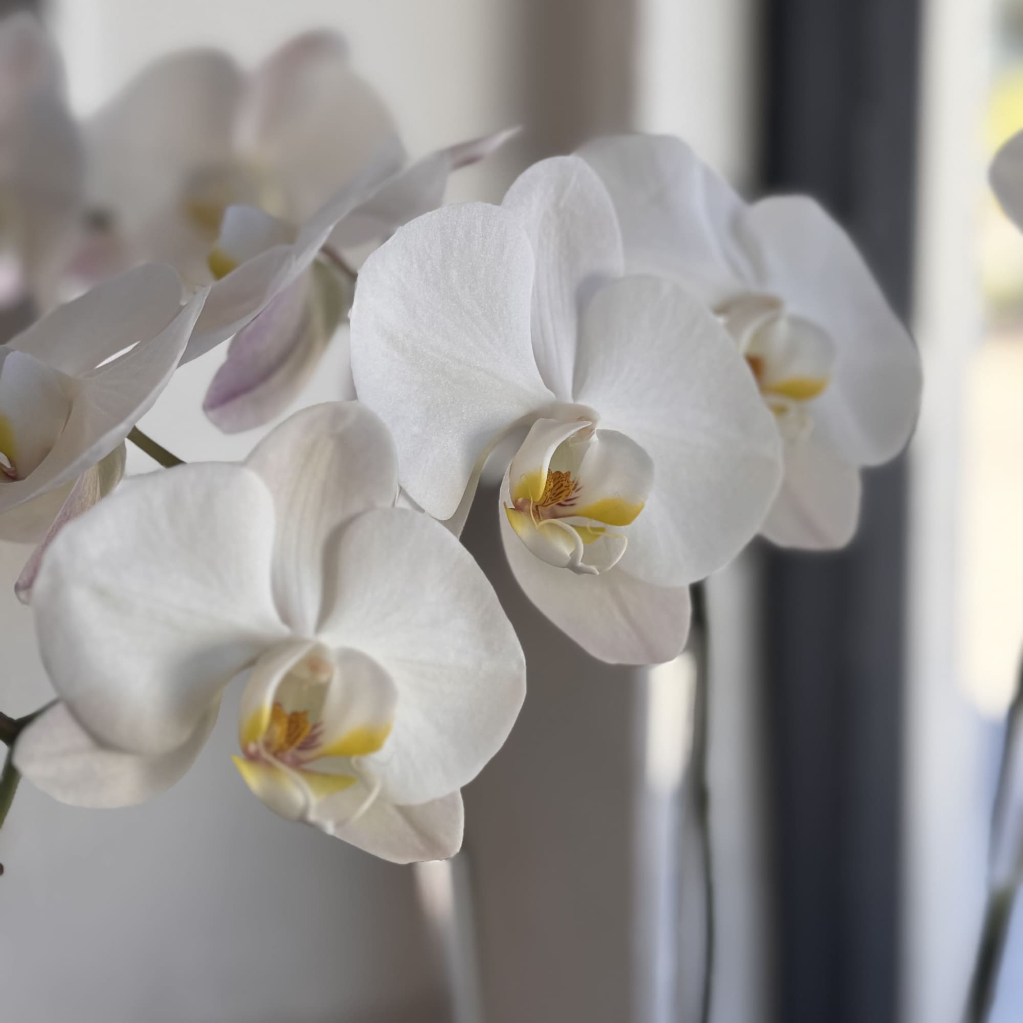 White orchid blooms with yellow centers in close-up