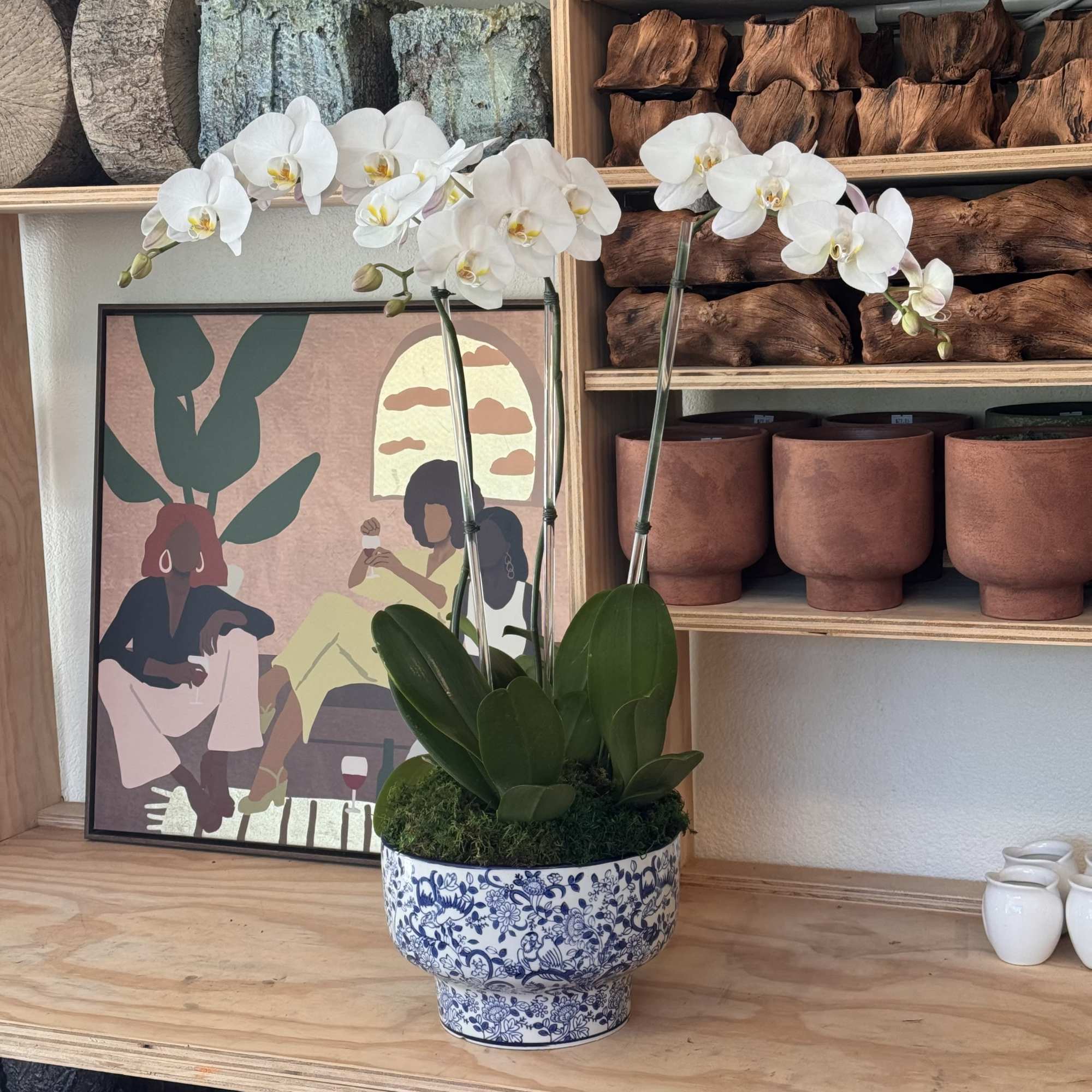 White orchid plant in a blue-and-white ceramic pot