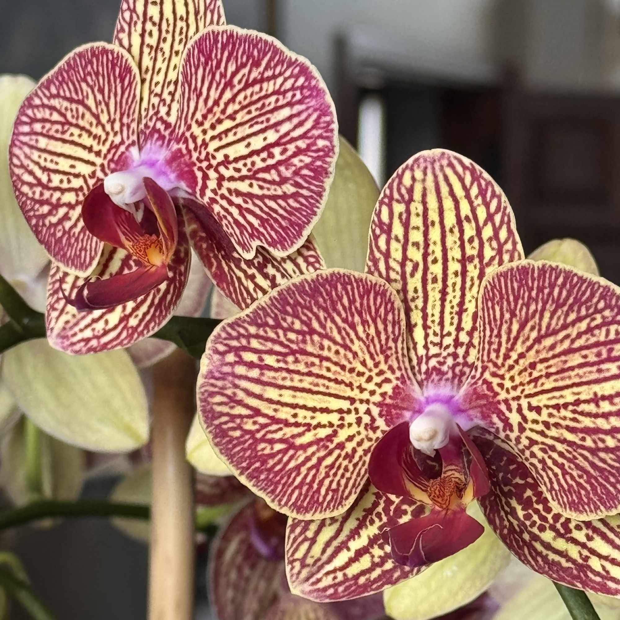Close-up of two striped pink and cream orchids