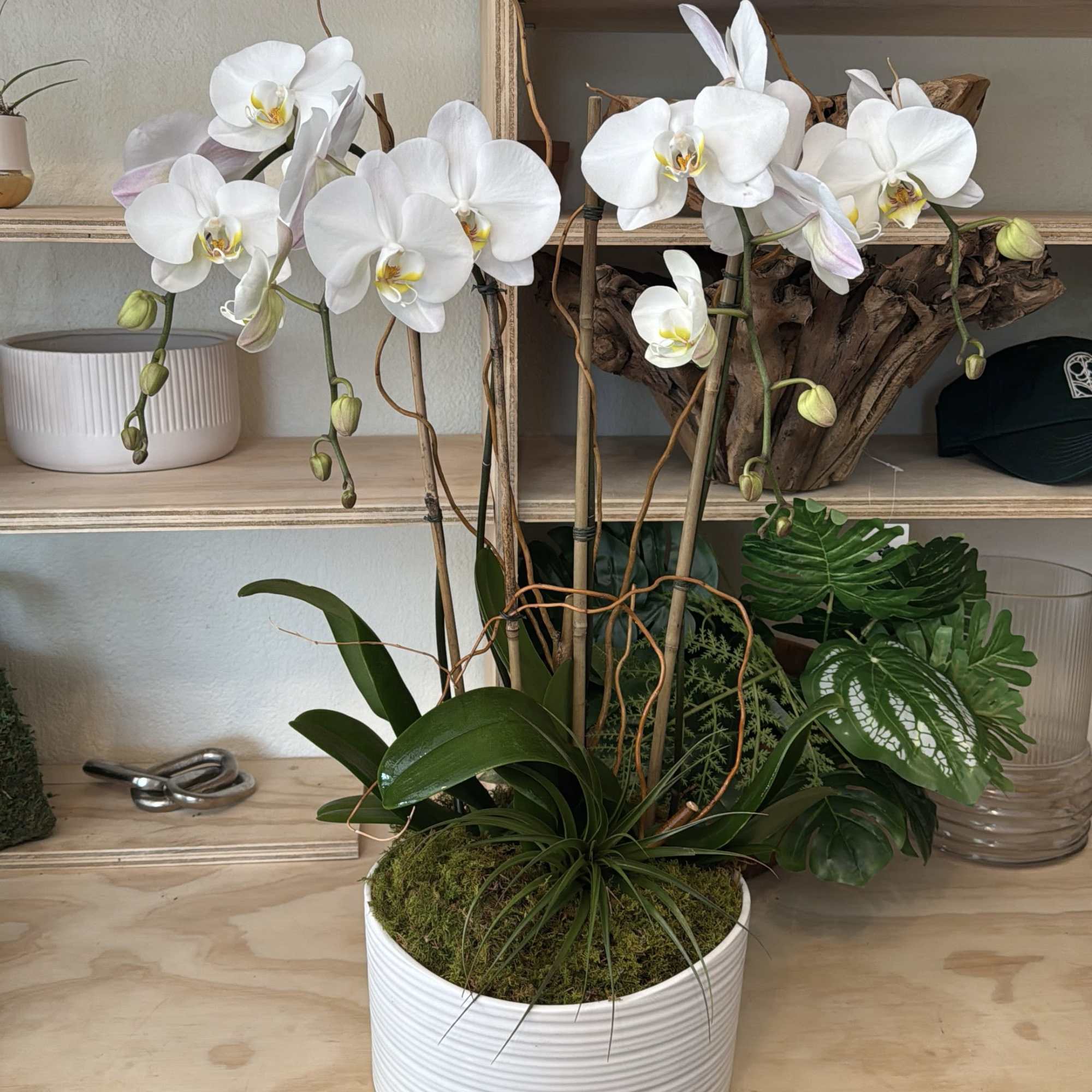 White orchid plant in a white ribbed pot with moss