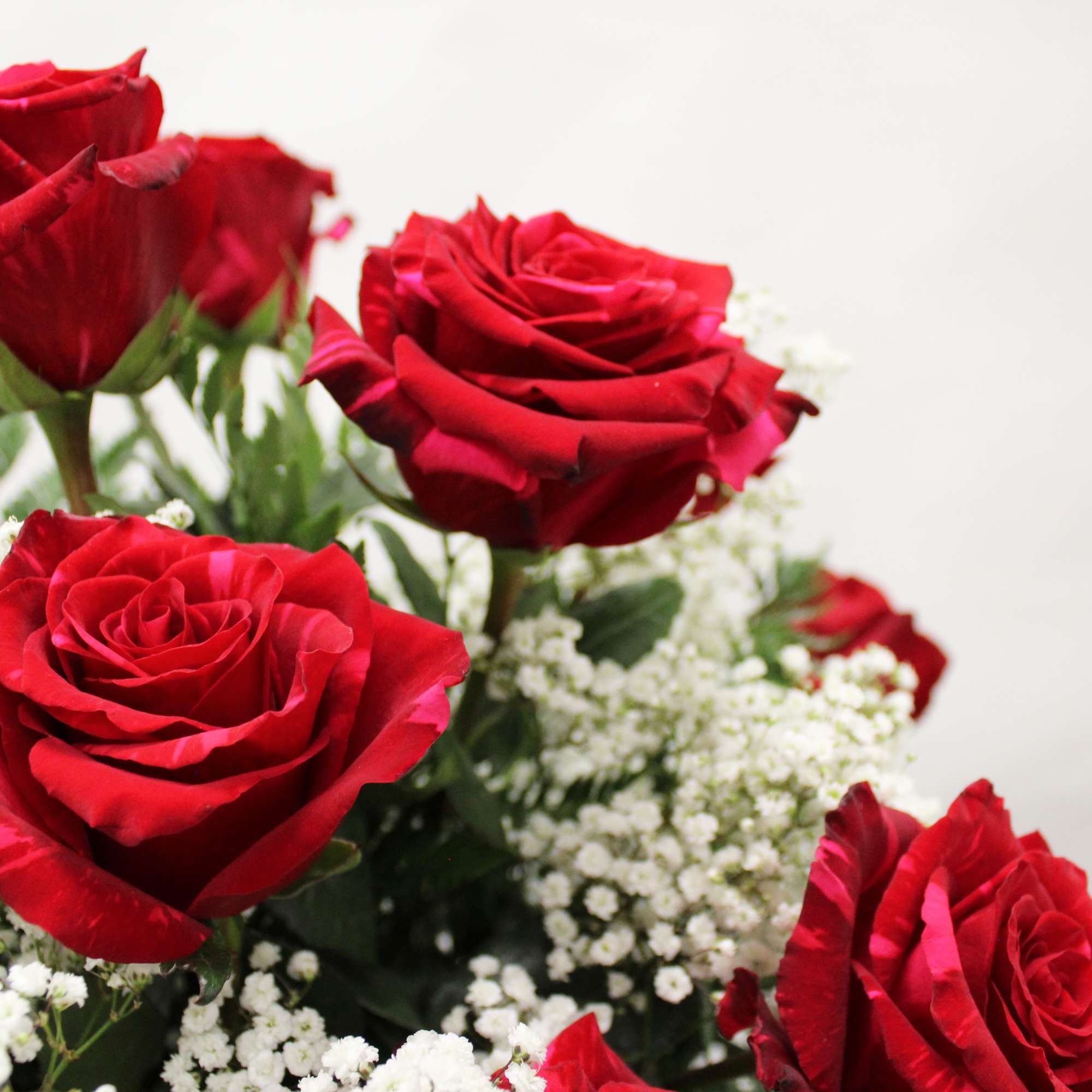 Red roses arranged with clusters of small white filler flowers against a light background
