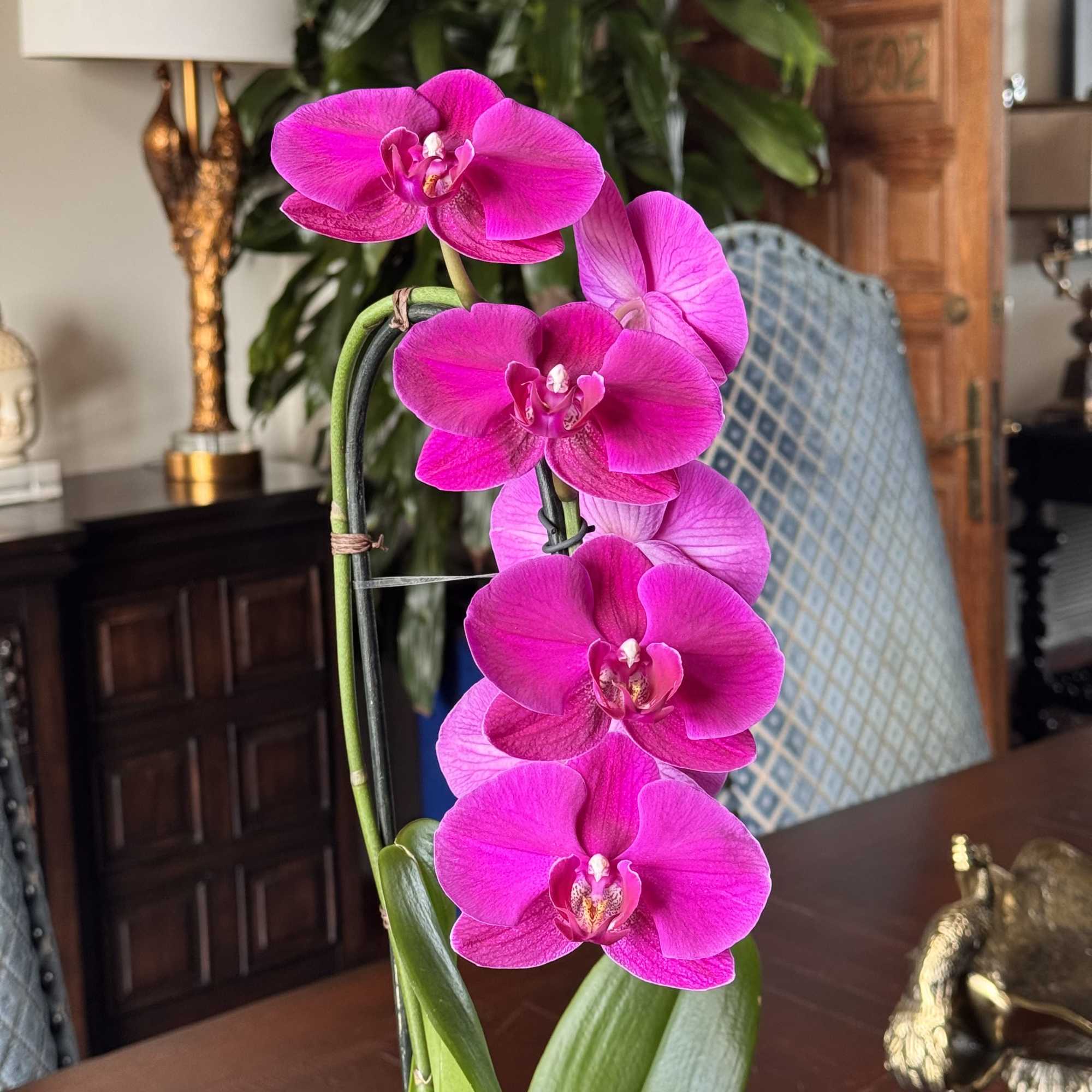 Pink orchid blooms on a potted plant