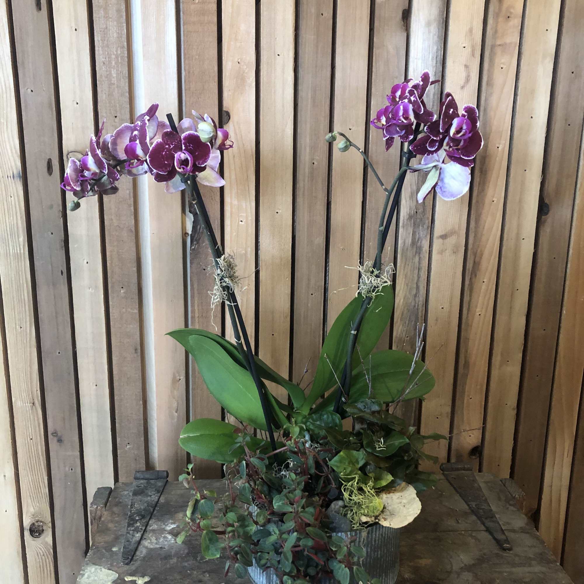 Potted orchid arrangement with purple blooms in a metal container