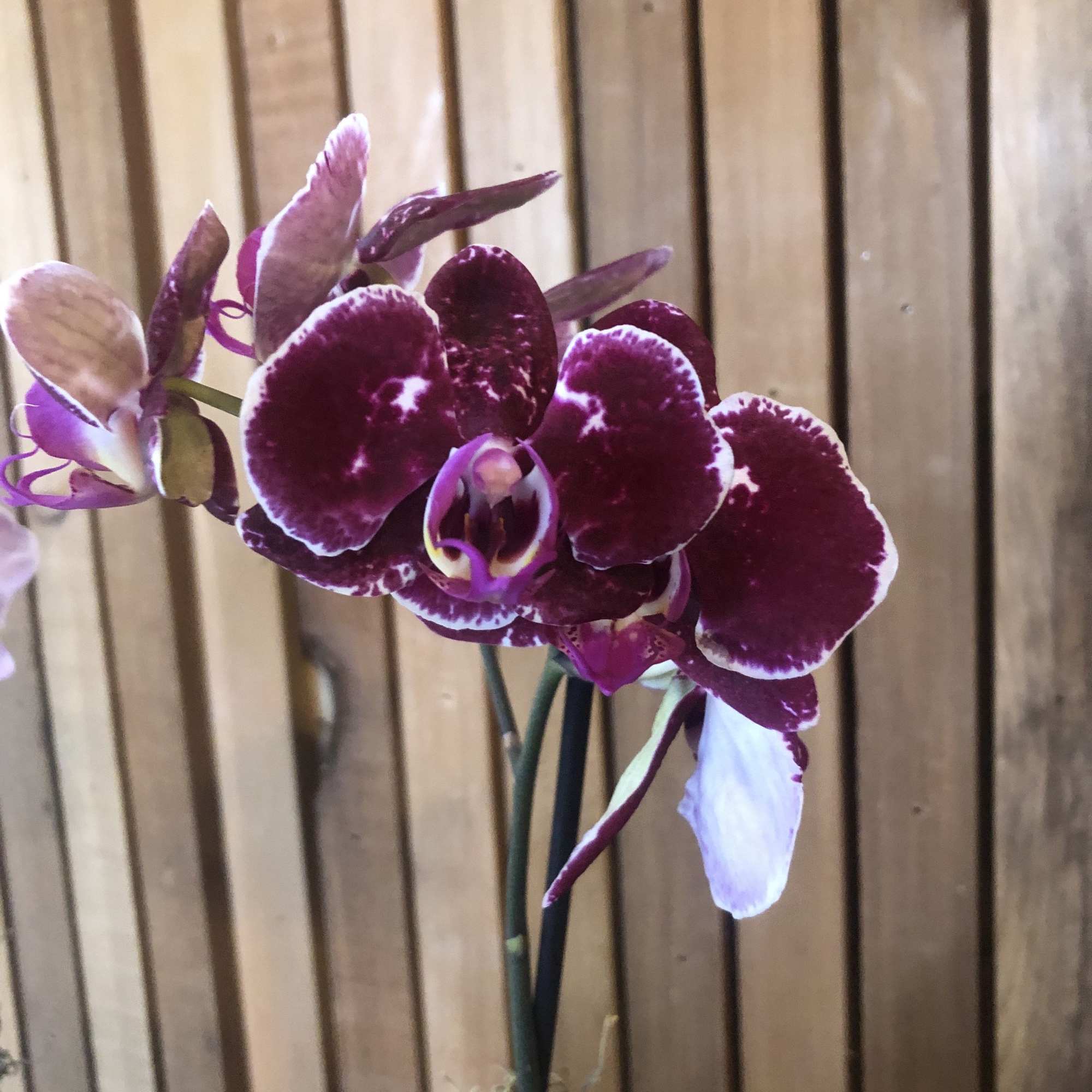 Purple orchid blooms on a single stem against a wooden background