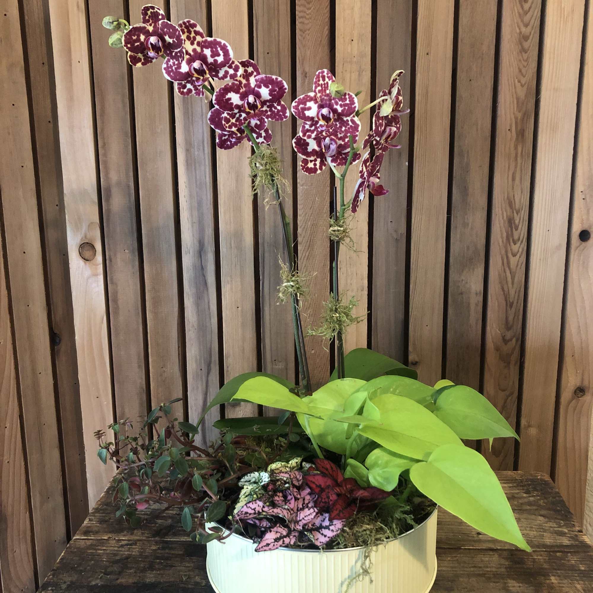 Brighten someone&rsquo;s day with this charming mixed planter! A gorgeous orchid takes