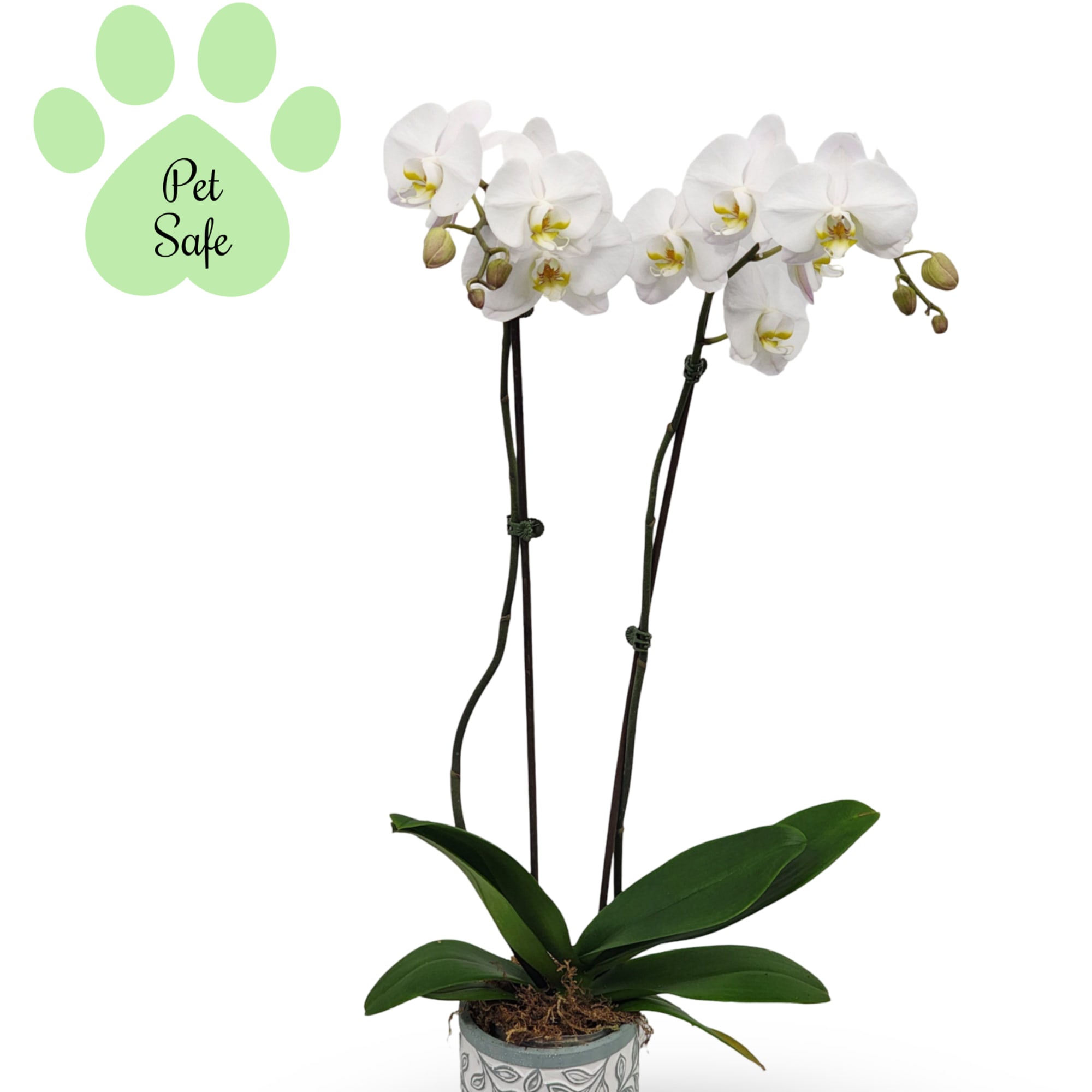 Select this stunning white Phalaenopsis orchid in a ceramic container. 

Exact color