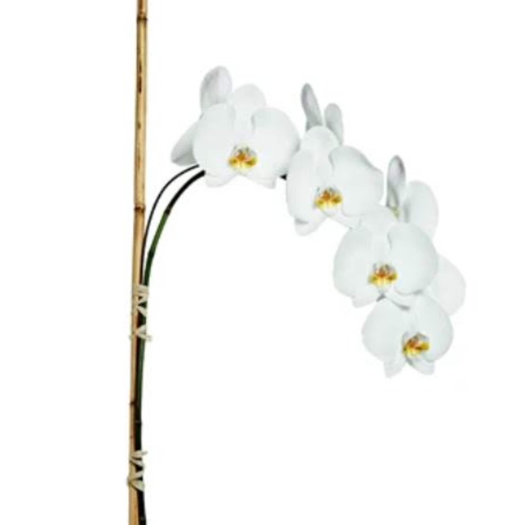 Pet Friendly?
Yes.
Phalaenopsis orchids are considered non-toxic to cats and dogs according