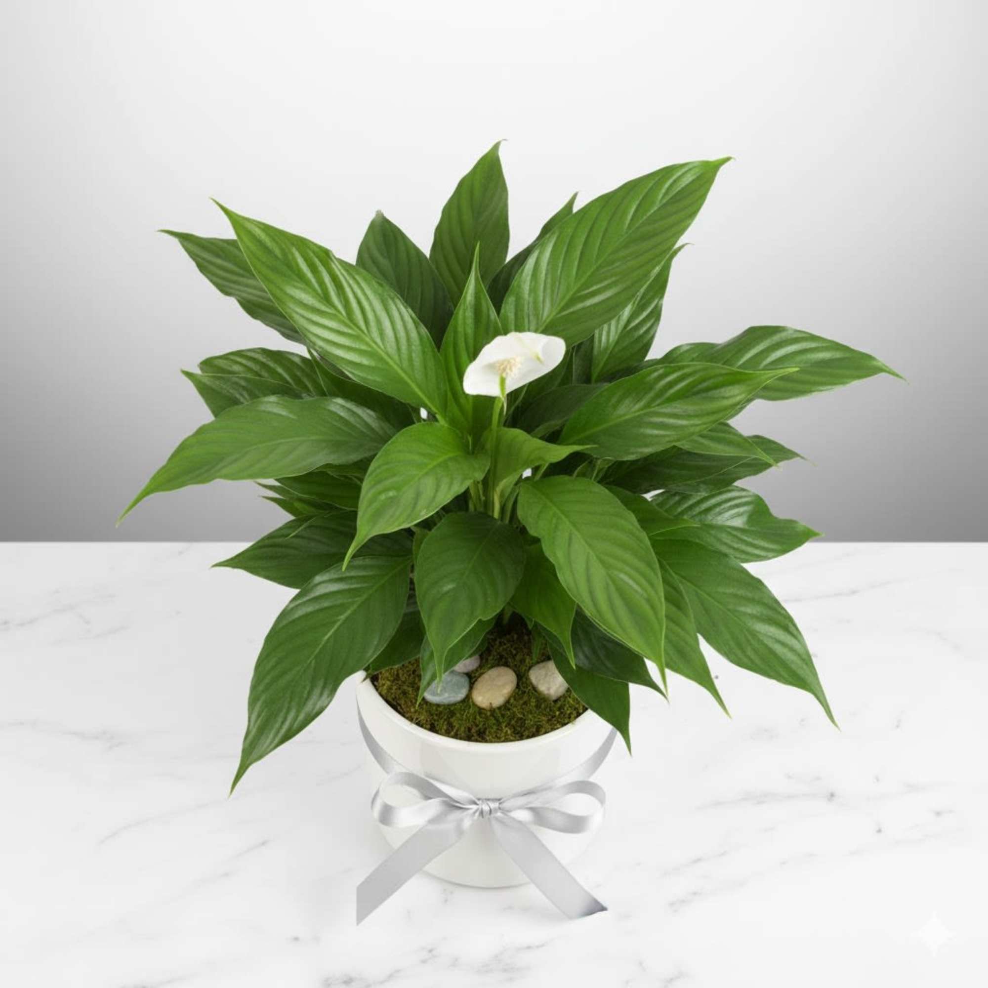  Pet Friendly?
No The Peace Lily contains insoluble calcium oxalate crystals which