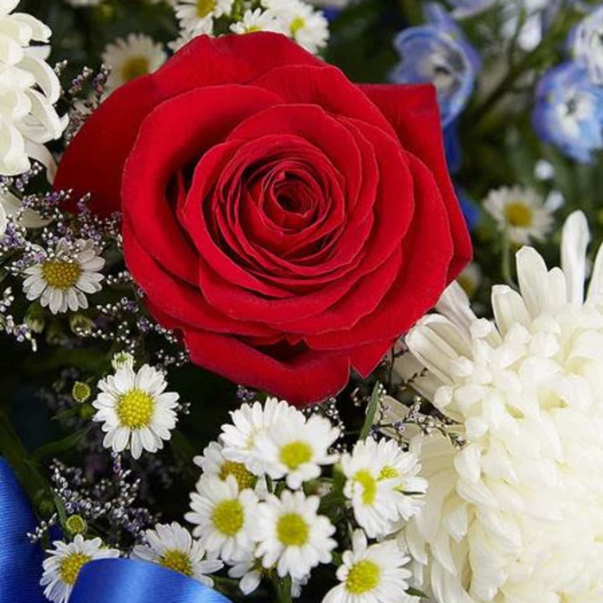 Pet Friendly?
No This arrangement contains White Football Mums (chrysanthemums), which are