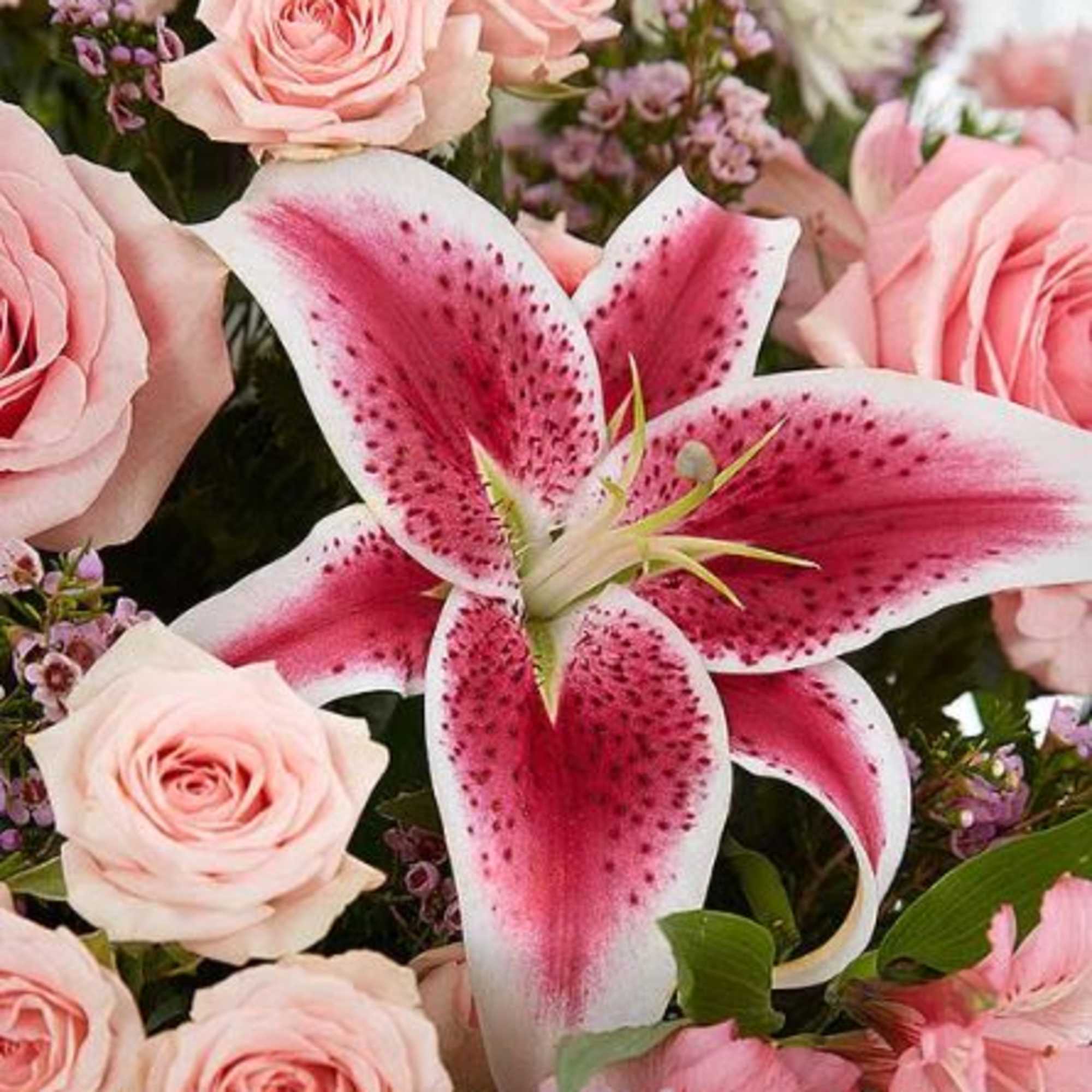  Pet Friendly?
No - This arrangement contains Stargazer Lilies, which are highly