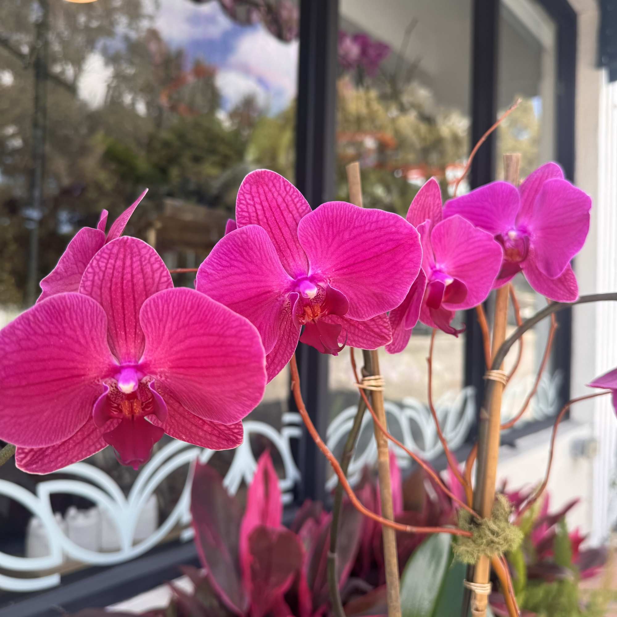 Bright pink orchids arranged on bamboo stakes