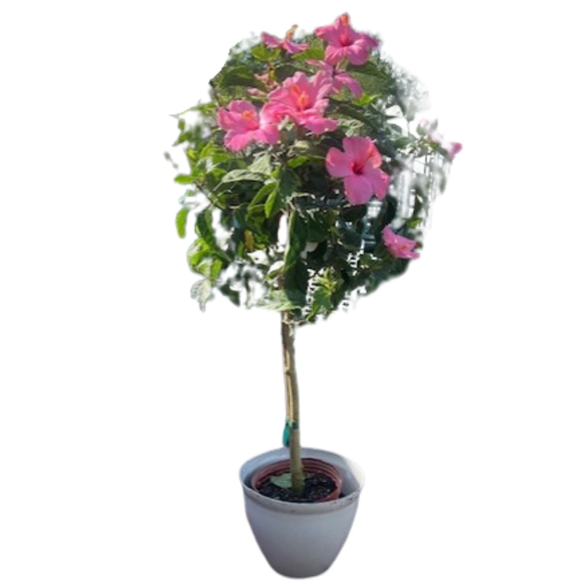 Tall potted plant with pink flowers shaped like a small tree in a white planter