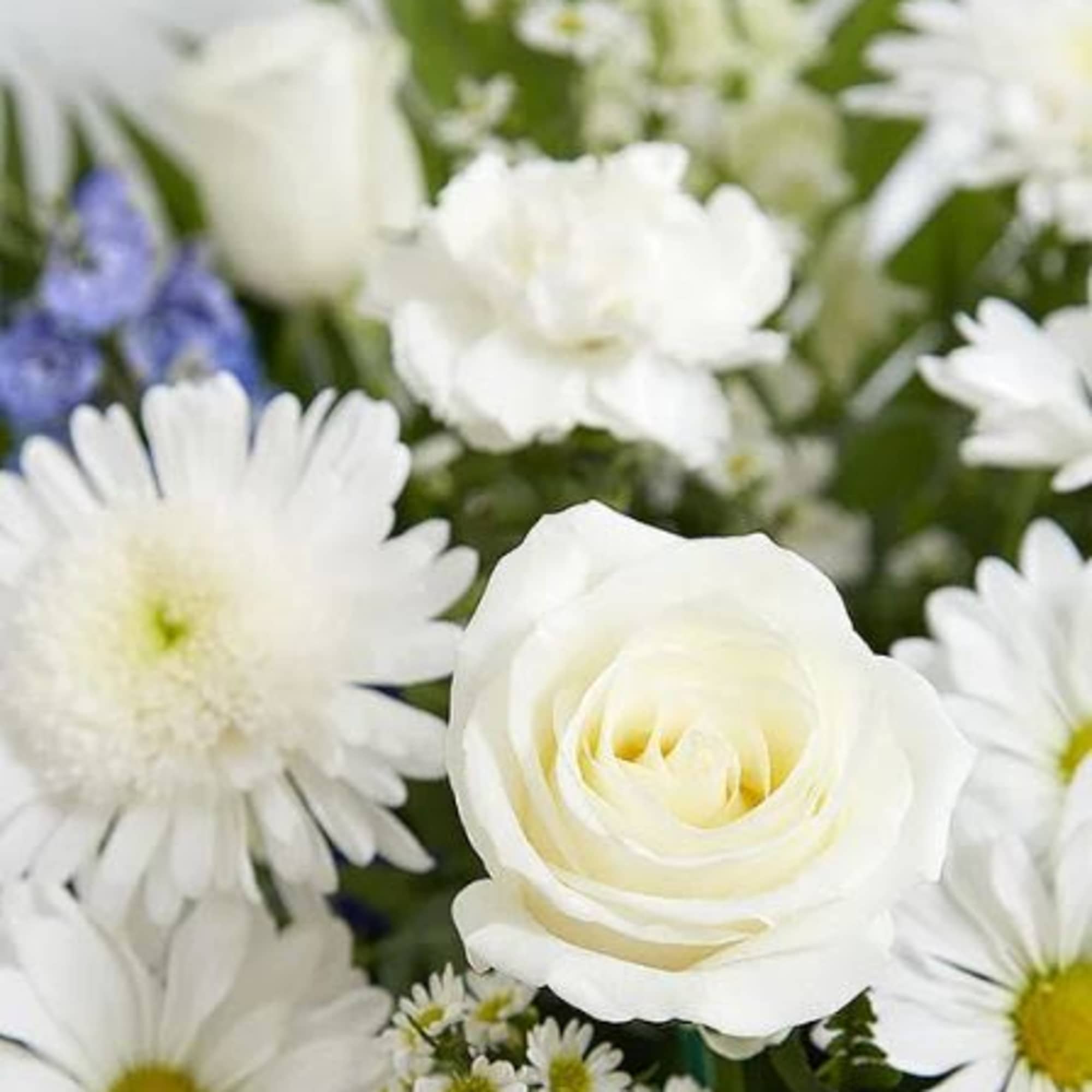 Pet Friendly?
No - This arrangement contains mums and daisies, which can cause