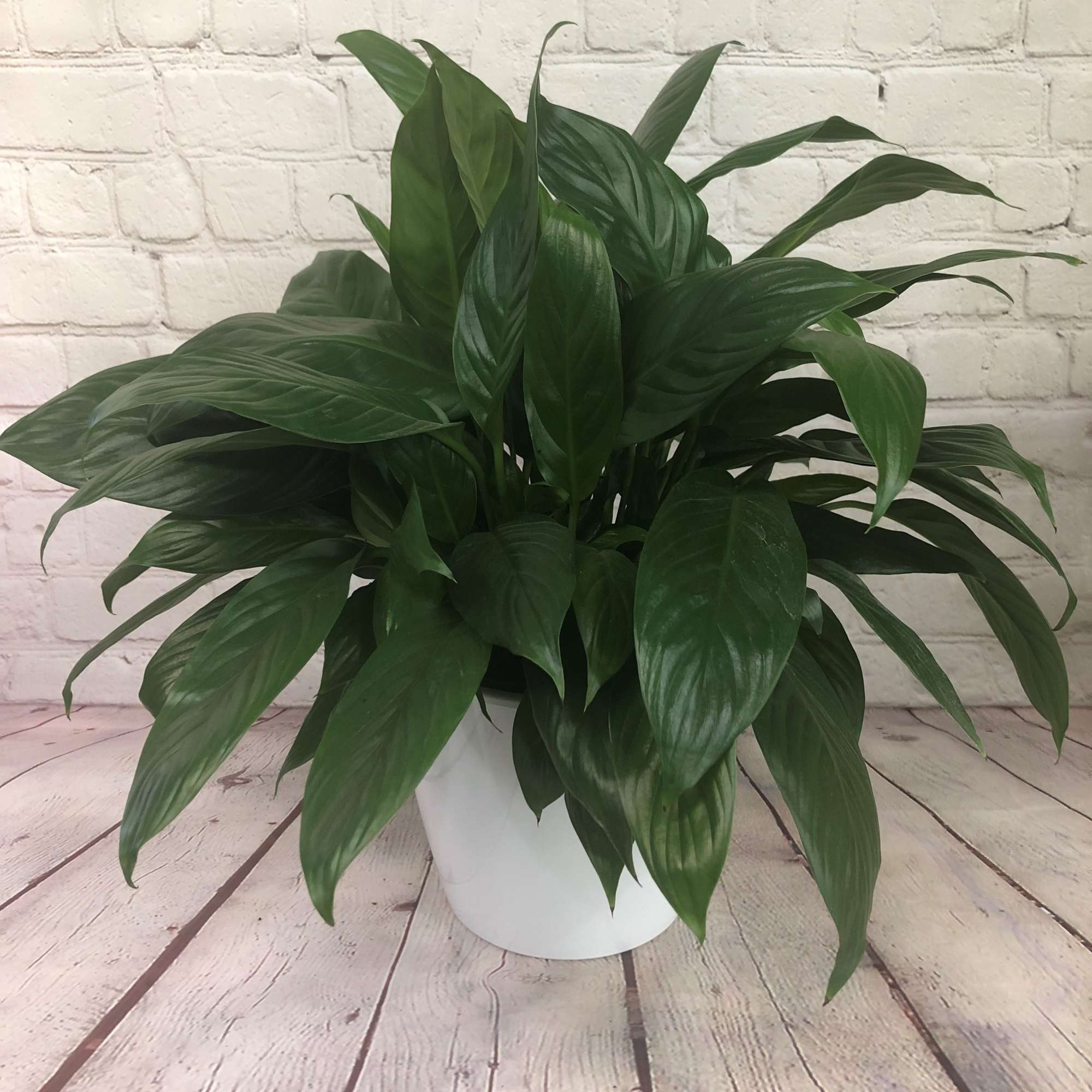 Potted green houseplant in a white container