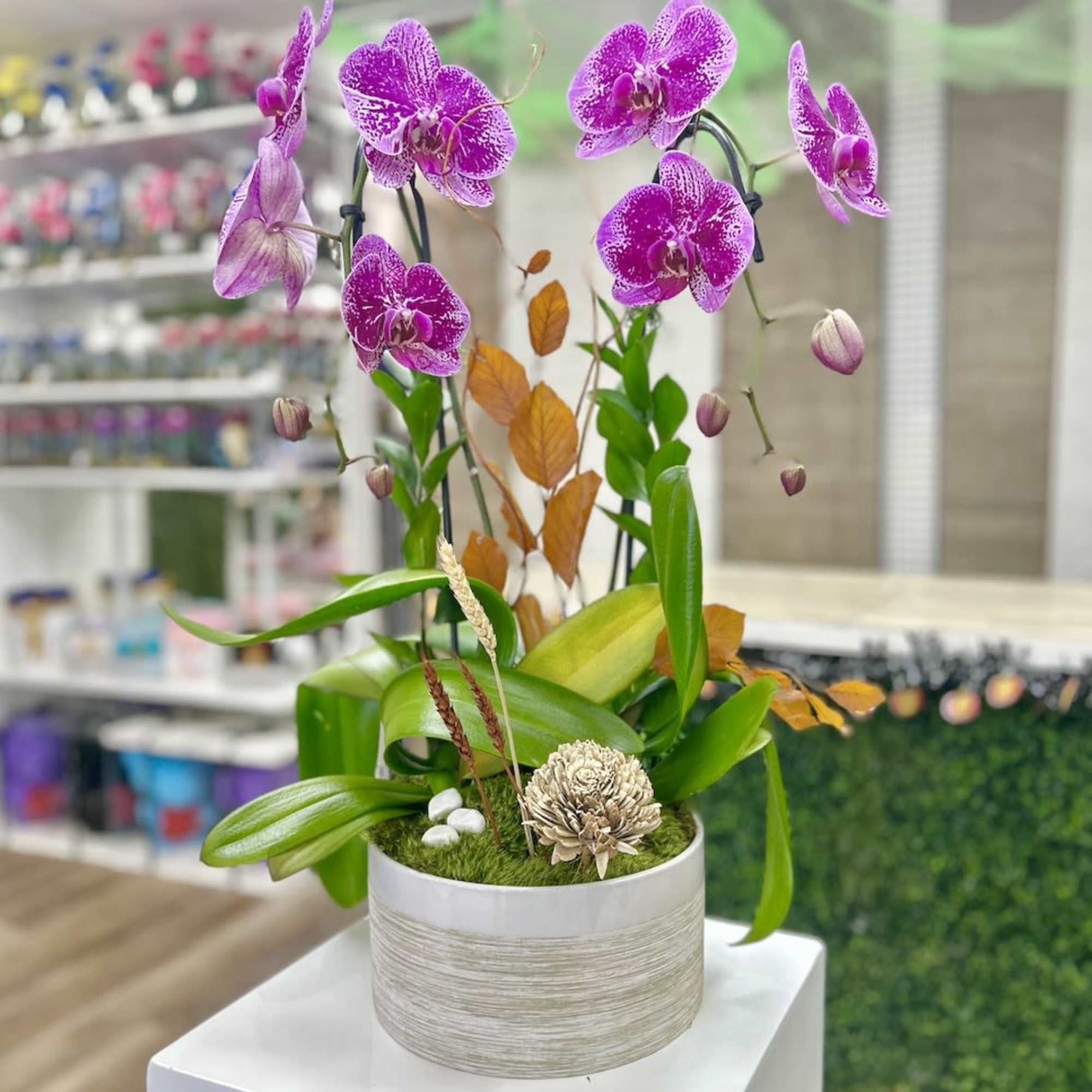 Potted magenta phalaenopsis orchid with buds and foliage in a white ceramic pot.