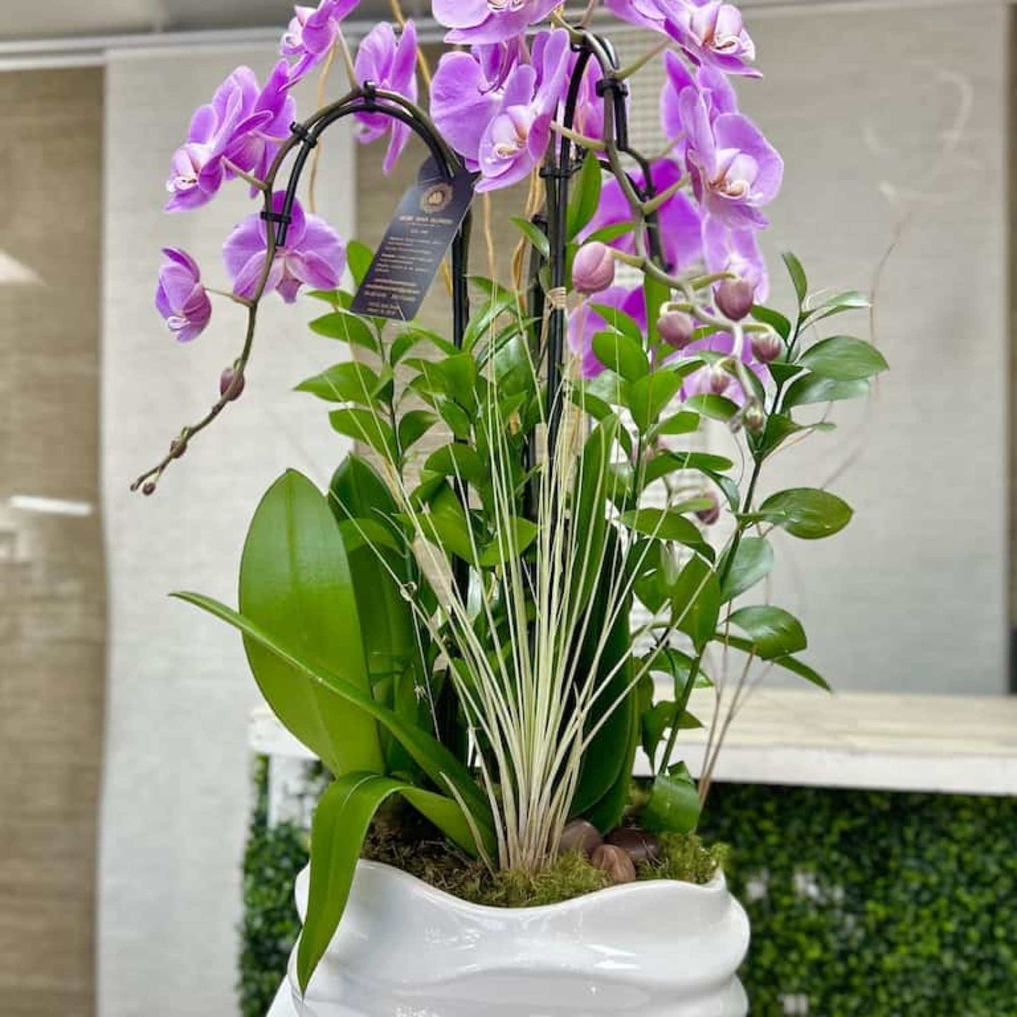 Lavender phalaenopsis orchid planter with assorted green plants in a white ceramic pot