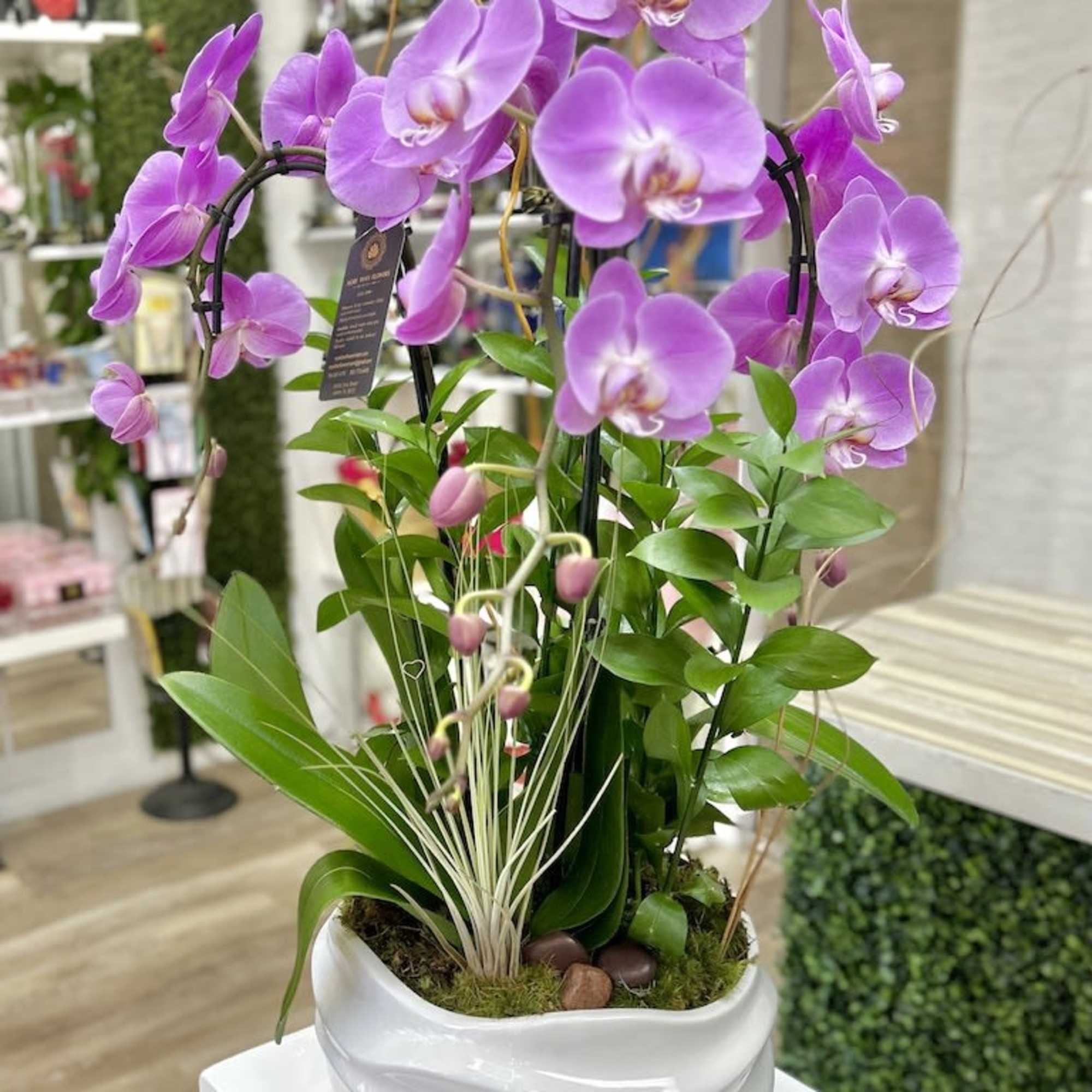 Tall potted arrangement of pink phalaenopsis orchids and green foliage in a white ceramic bowl