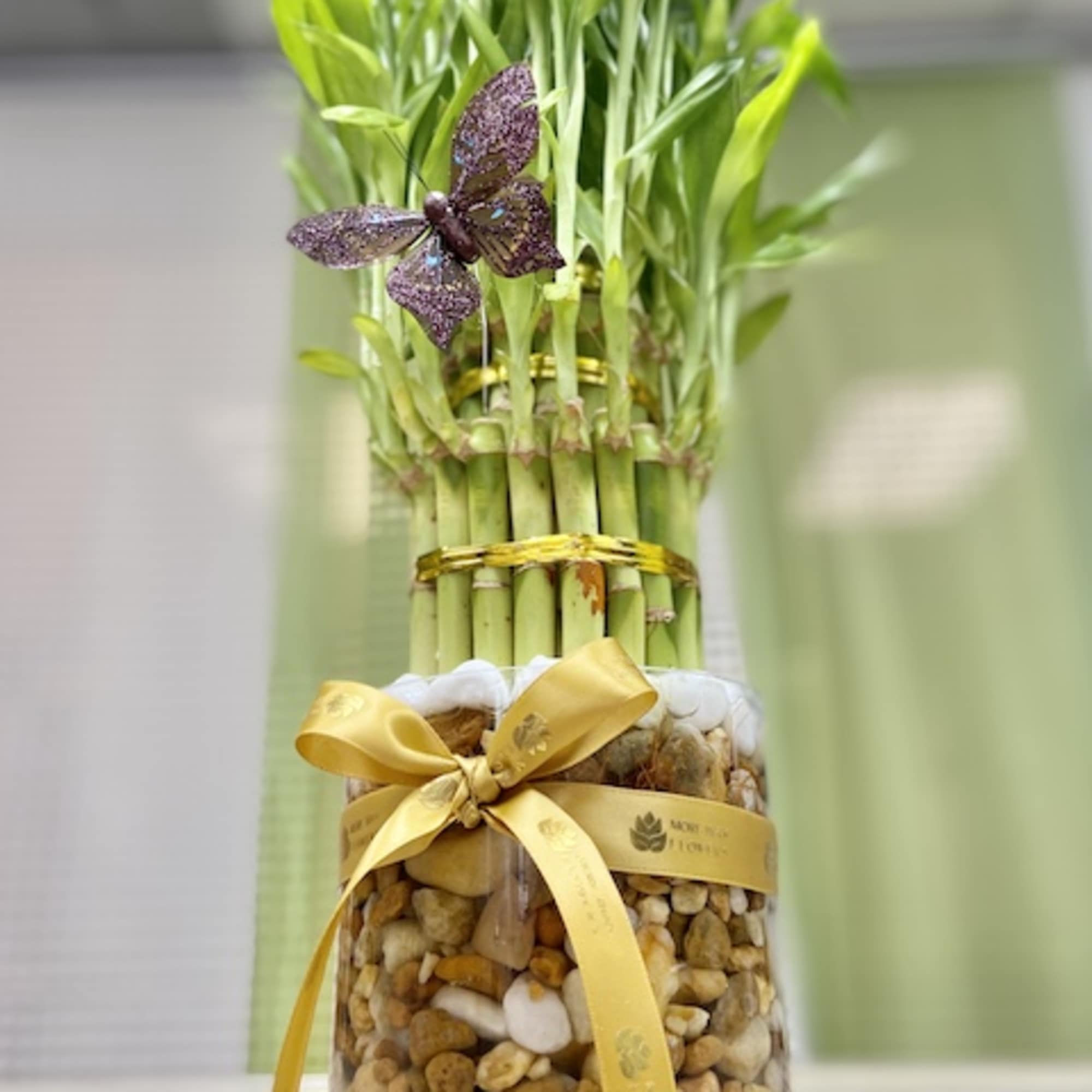 Tall lucky bamboo plant in a glass vase filled with pebbles, tied with a yellow ribbon and butterfly pick.