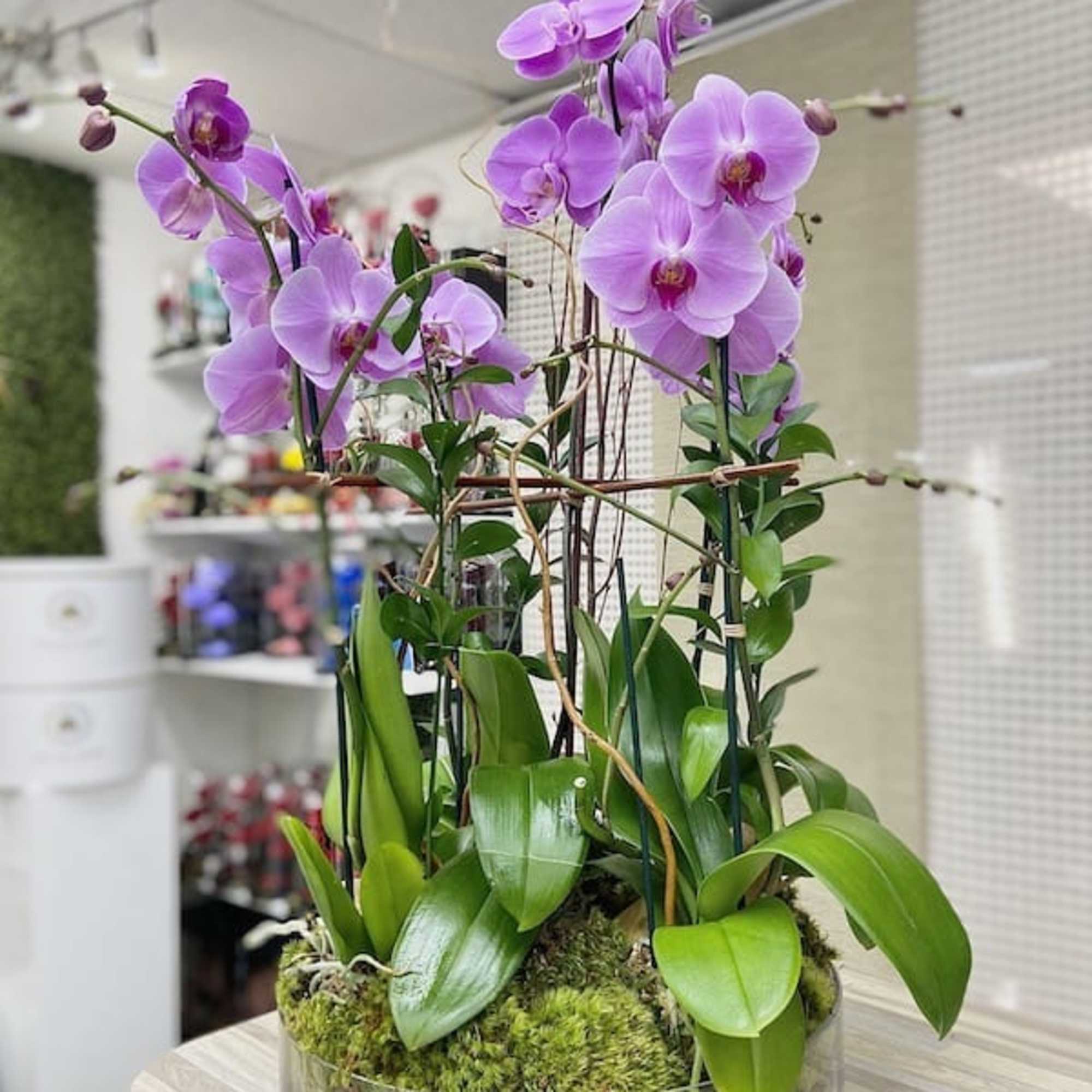 Potted arrangement of tall purple orchids in a clear round planter with moss at the base