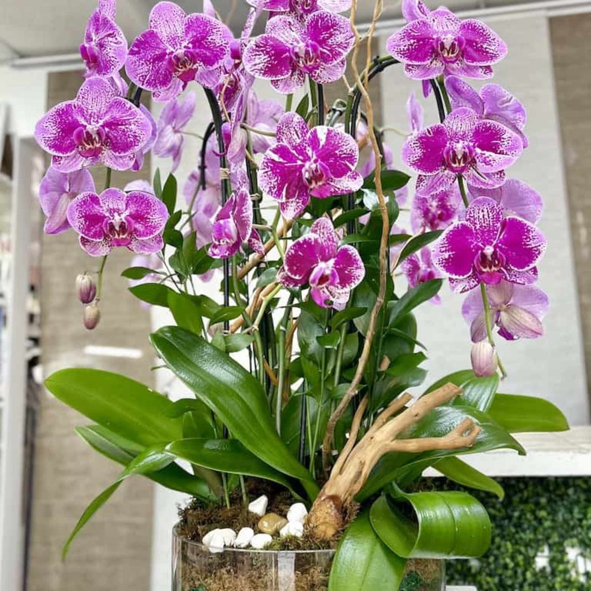 Pink speckled orchid plants in a clear glass bowl with layered soil, stones, and driftwood