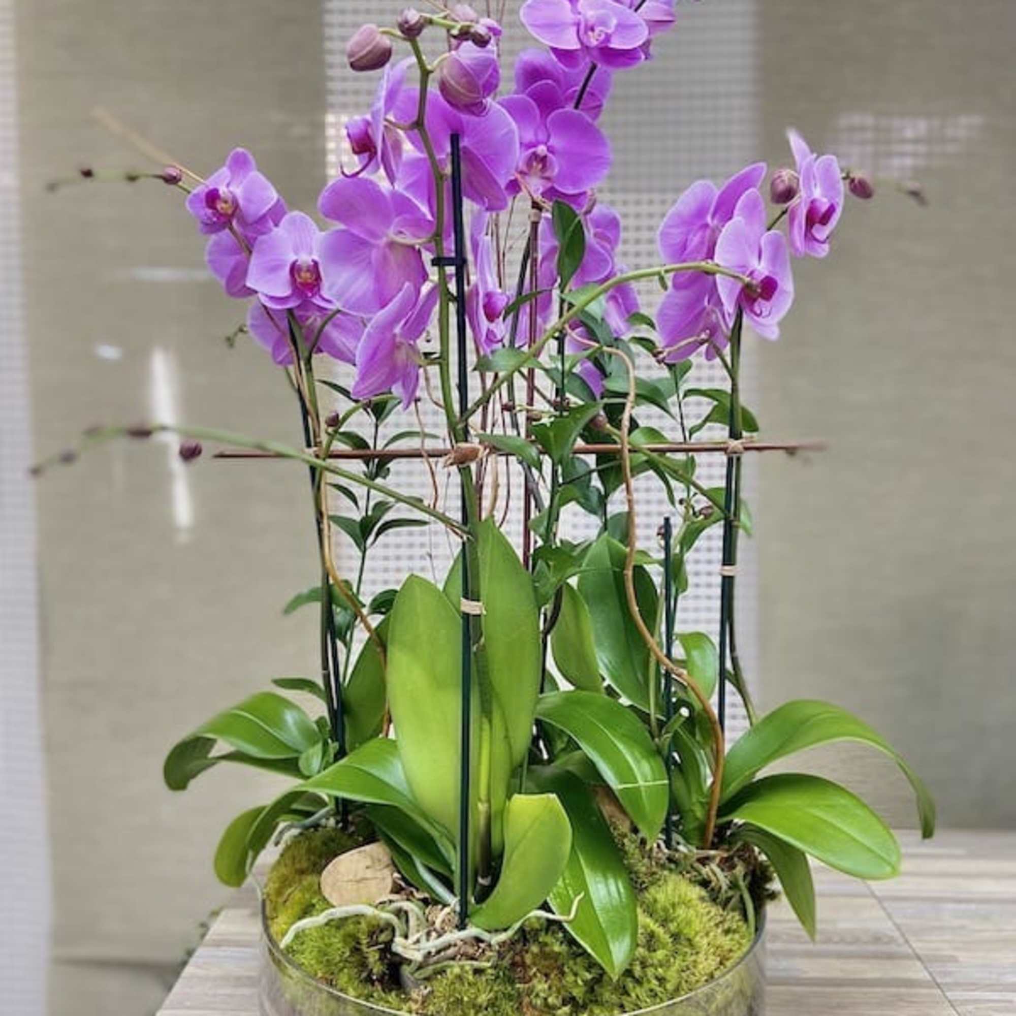 Purple phalaenopsis orchid plants in a shallow clear glass bowl with moss.