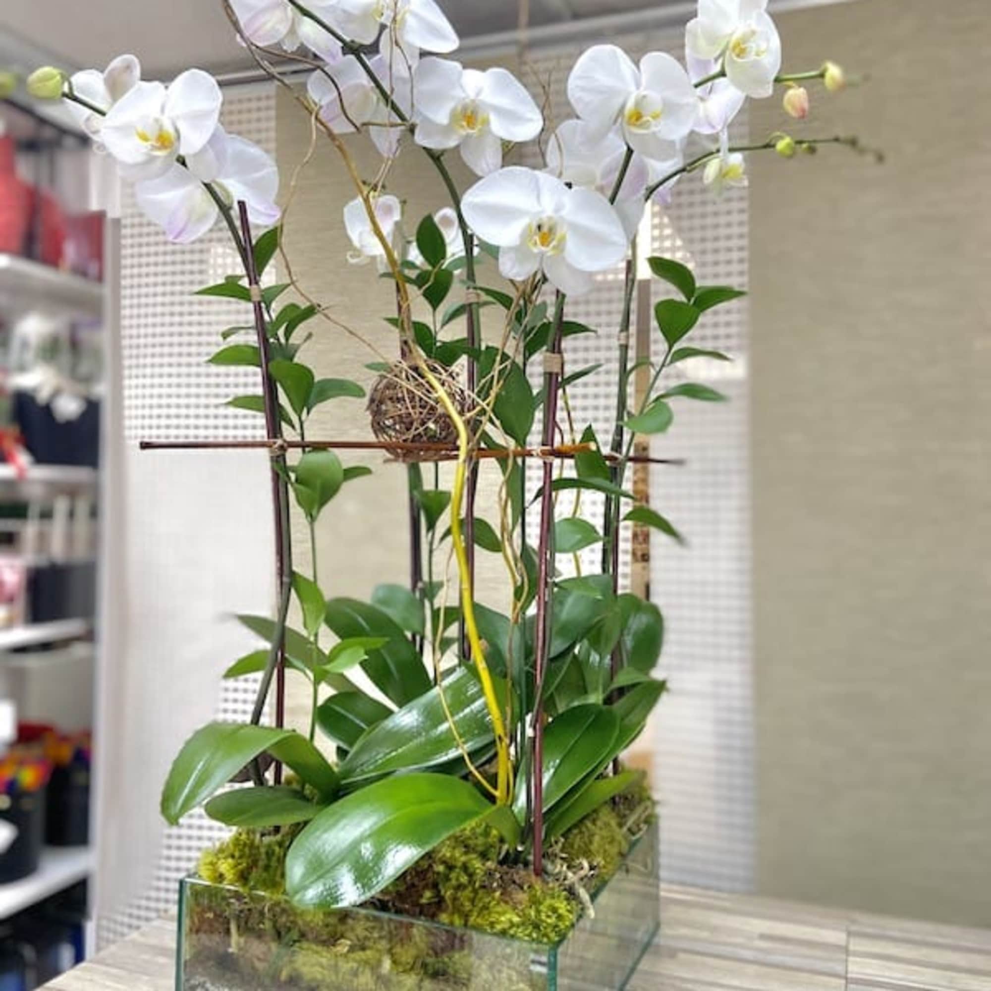 Tall white orchid plants with broad green leaves in a rectangular glass planter