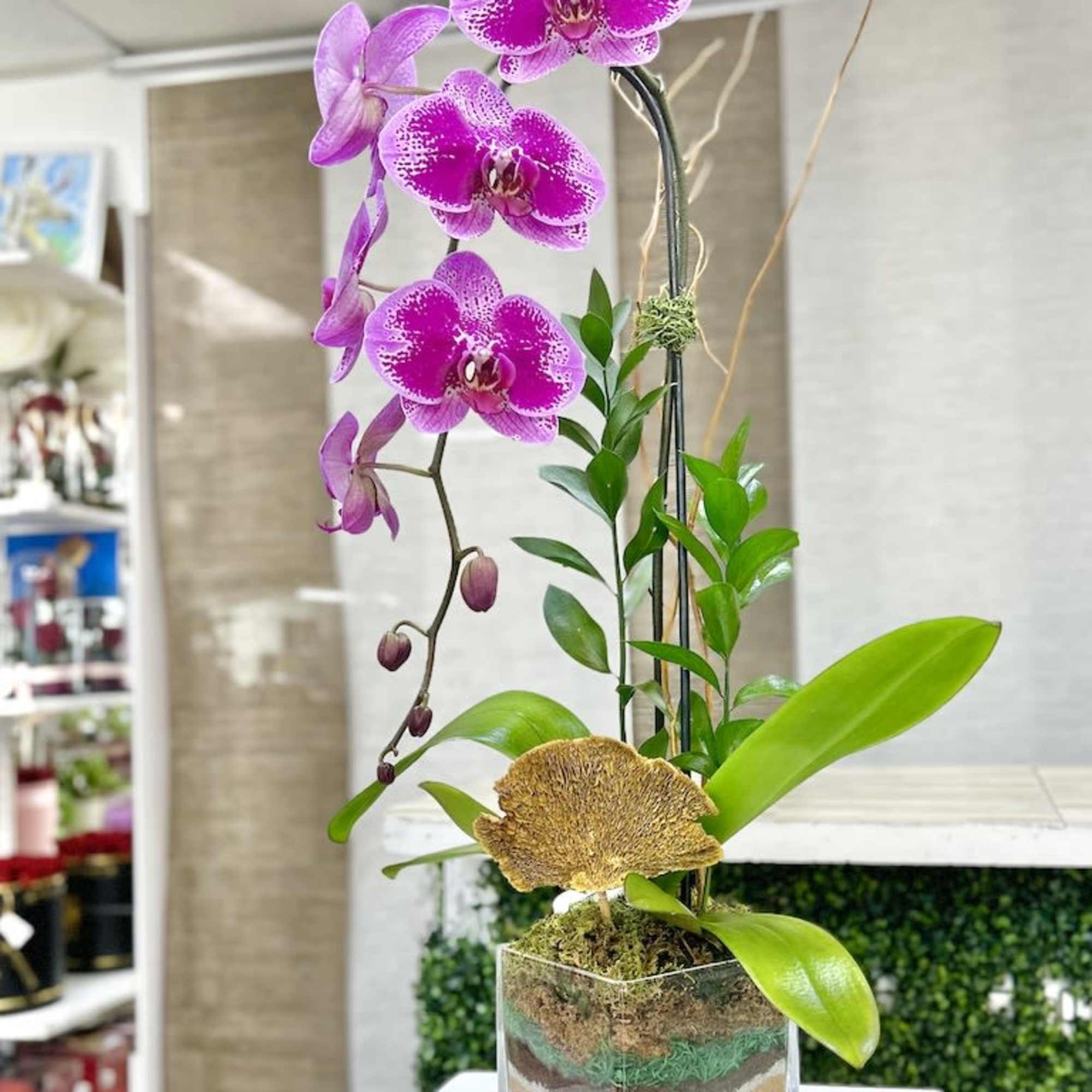 Tall pink phalaenopsis orchid plant in a square glass vase with layered sand and moss