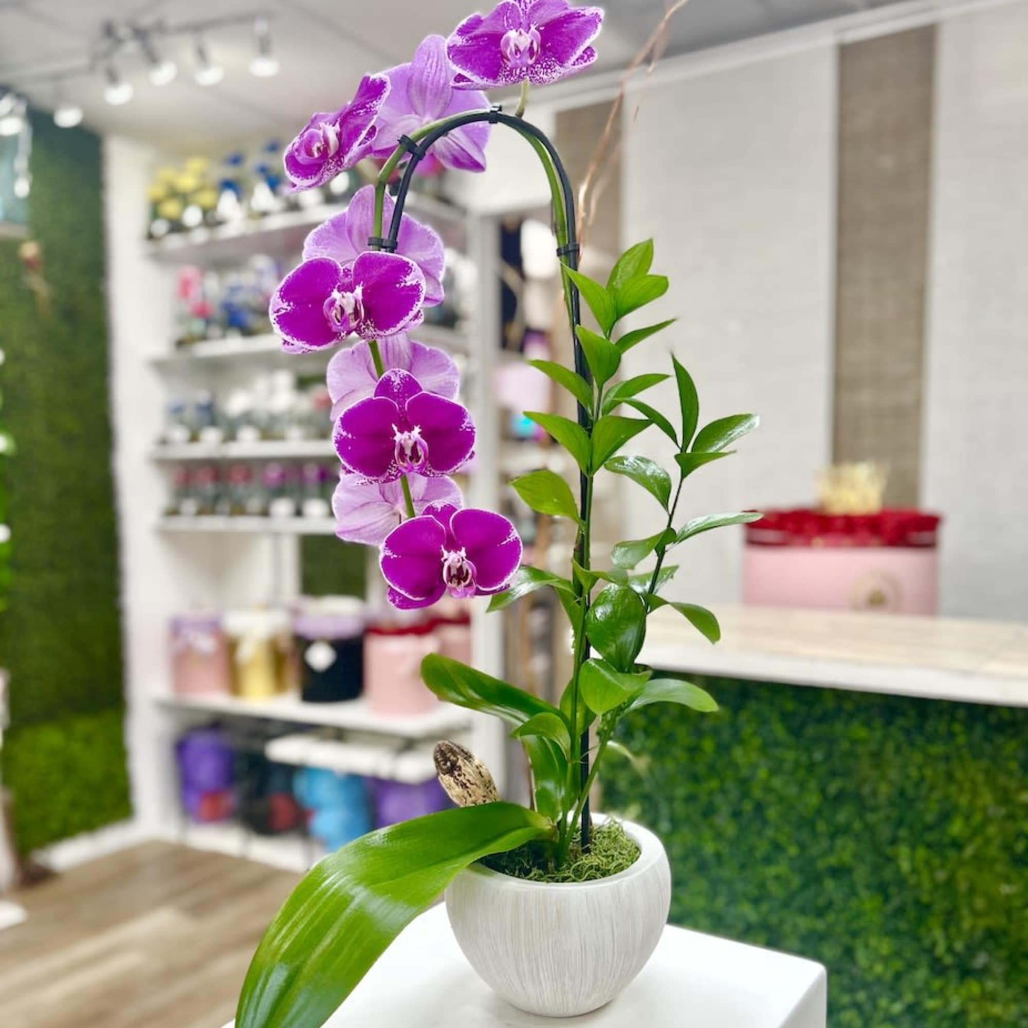 Potted purple orchid plant with arching blooms in a white ceramic pot