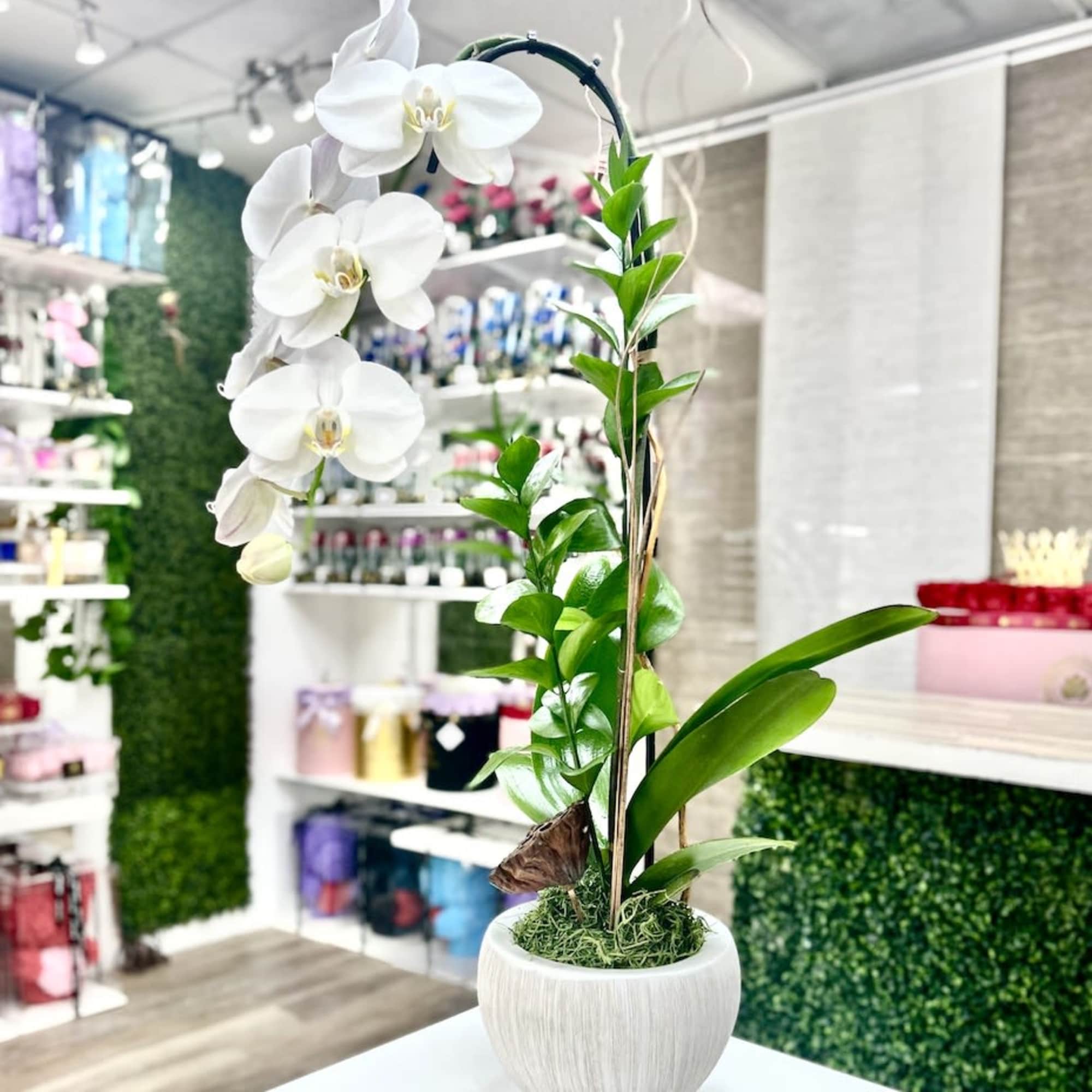 Tall white phalaenopsis orchid plant in a round white pot on a counter in a flower shop