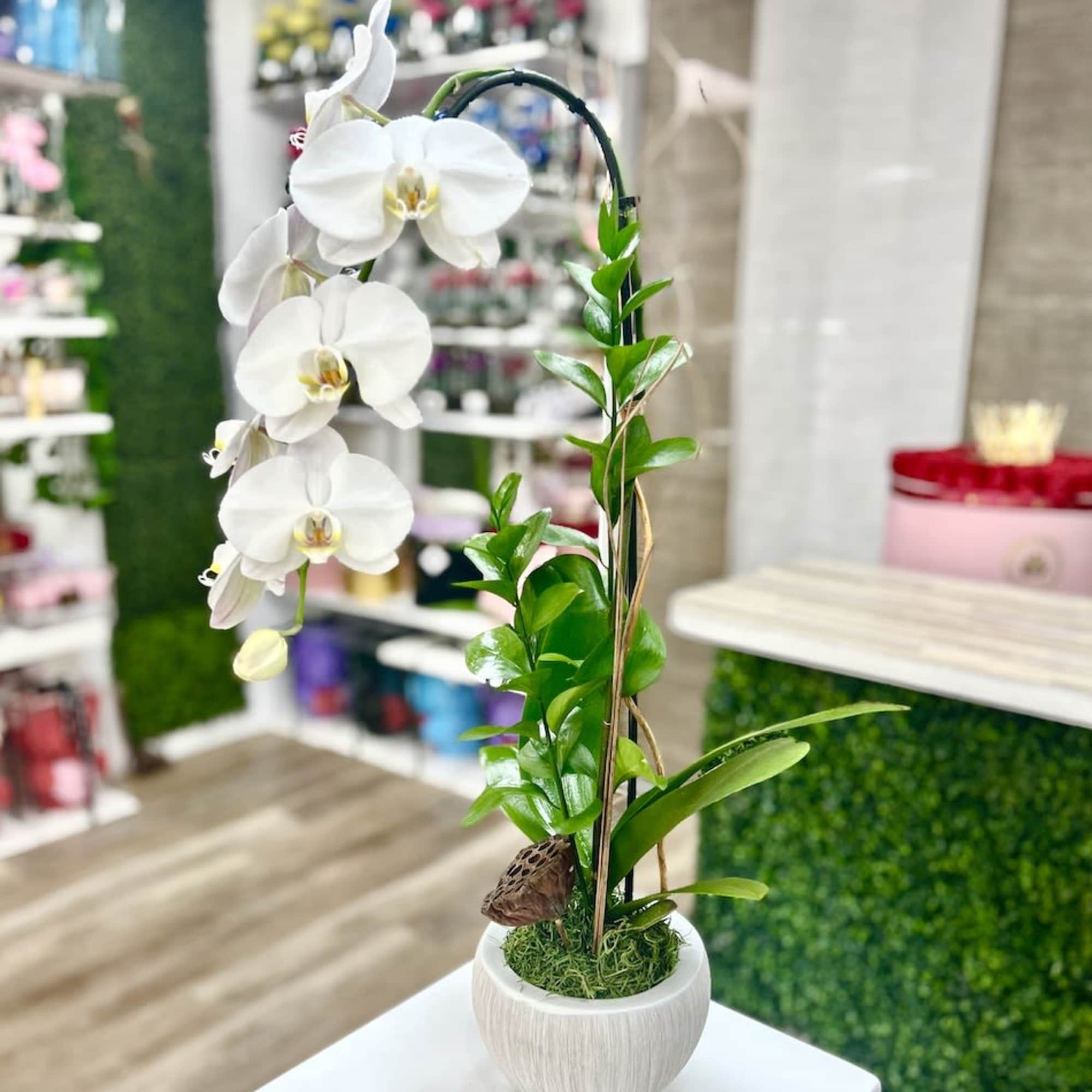 Potted white orchid plant in a round white ceramic pot on a pedestal.