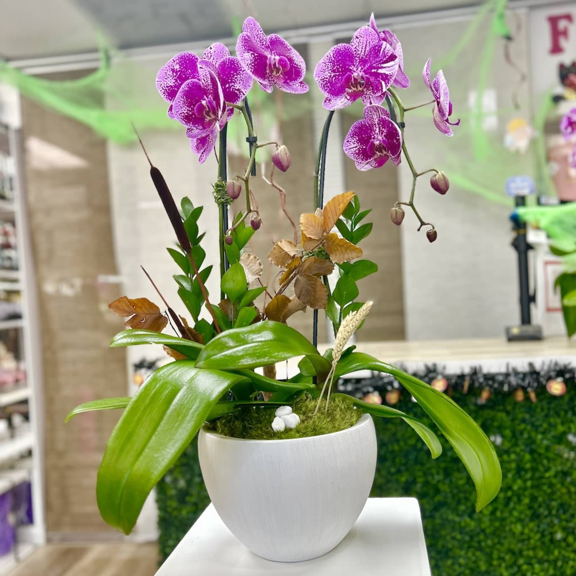 Potted pink phalaenopsis orchids with broad green leaves in a white ceramic pot.